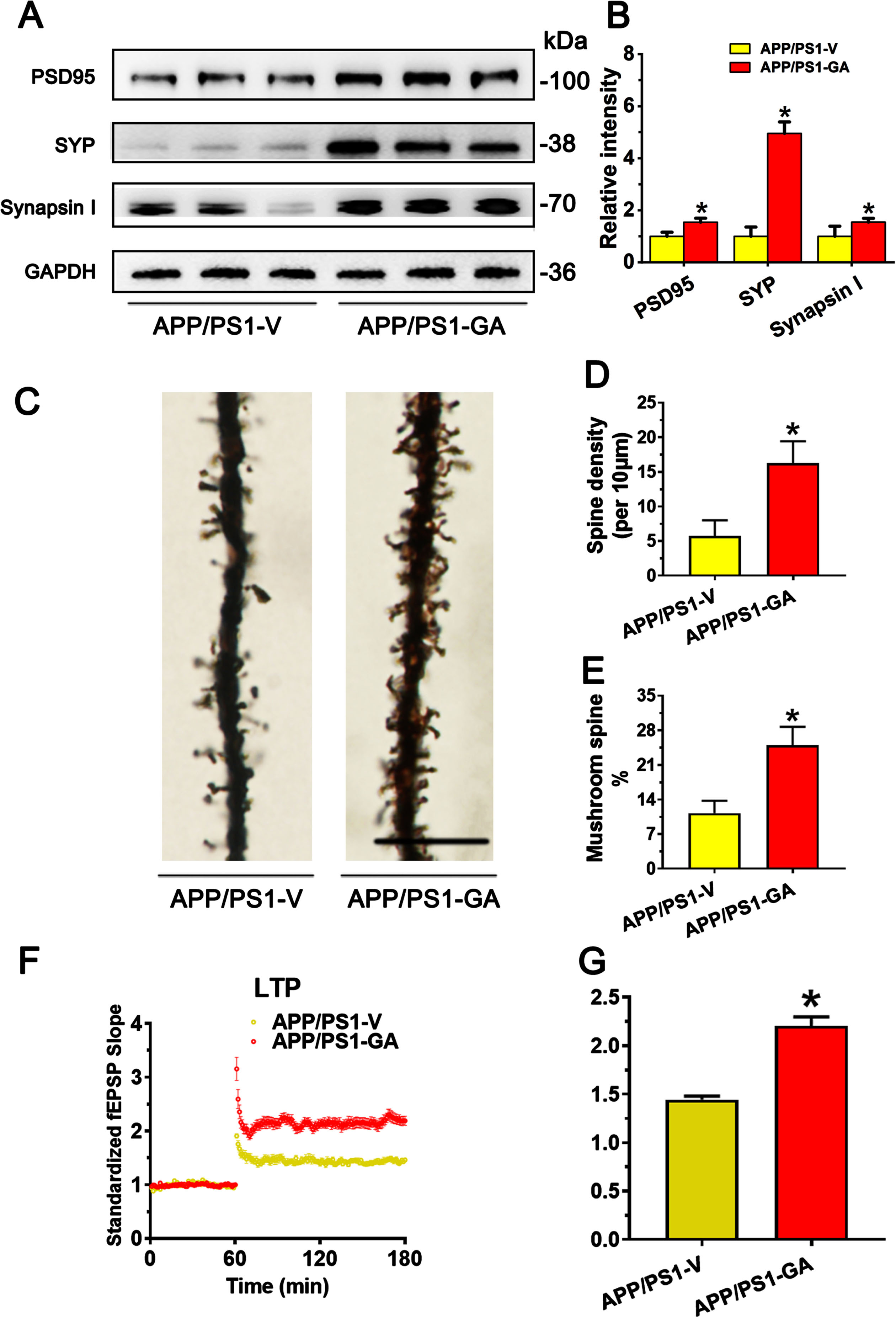 GA ameliorated synaptic impairment and improved synaptic plasticity. A, B) The protein levels of synapse were assayed by western blotting in the mouse brains of APP/PS1 after GA administration with quantitative analysis. [PSD95] Unpaired t-test, t = 3.221 df = 8, p = 0.0218; [SYP] Unpaired t-test, t = 3.904 df = 8, p = 0.0101; [Synapsin I] Unpaired t-test, t = 3.352 df = 8, p = 0.0213, n = 5 in each group. C-E) The spine number (D) and shape (E) were examined by Golgi-cox staining in the mouse brains of APP/PS1 mice after GA administration with quantitative analysis. [D] Unpaired t-test, t = 2.700 df = 8, p = 0.0356; [E] Unpaired t-test, t = 2.904 df = 8, p = 0.0204, n = 5 in each group. F, G) Synaptic plasticity was detected in the brain slice of APP/PS1 after GA administration. Unpaired t-test, t = 4.353 df = 8, p = 0.0102, n = 5 in each group. *p < 0.05. Data are presented as mean±SD.