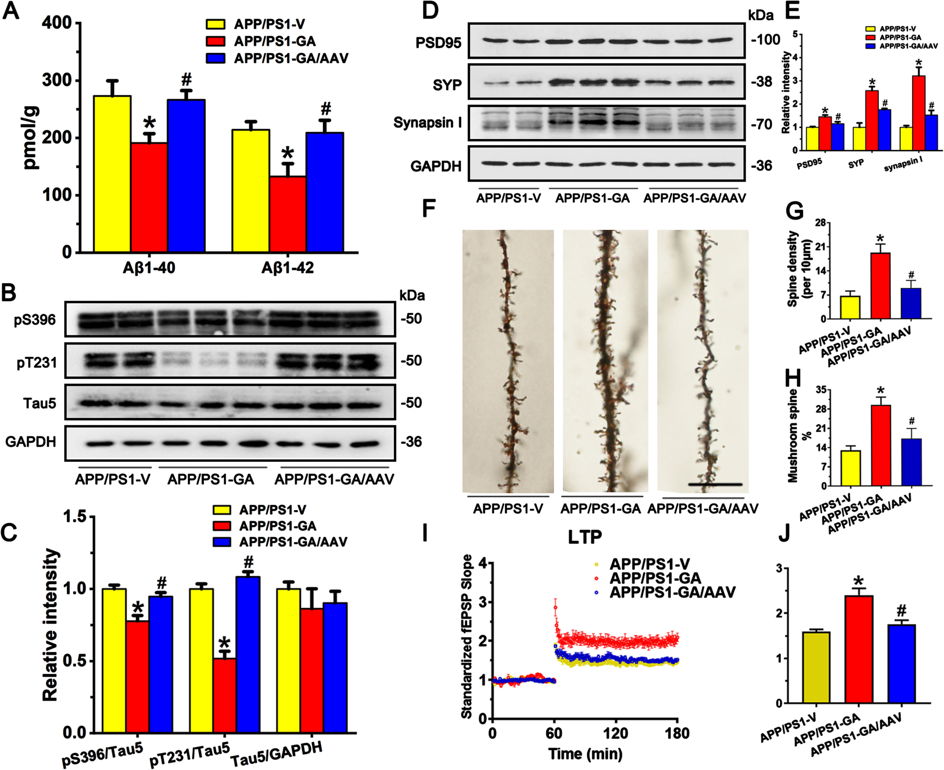 GSK-3β overexpression increases the concentration Aβ, tau phosphorylation, and impaired synaptic protein. A) The concentration of Aβ1 - 40 and Aβ1 - 42 was detected by ELISA after overexpressing GSK-3β and GA treatment in the mouse brains of APP/PS1 mice. [Aβ1-40] Two-way ANOVA, F (2, 18) = 43.435, p = 0.0123; [Aβ1-42] Two-way ANOVA, F (2, 18) = 46.342, p = 0.0108, n = 10 in each group. B, C) The phosphorylation of tau at pS396 and pT231 was assayed by western blotting in the mouse brains of APP/PS1 mice after overexpressing GSK-3β and GA administration with quantitative analysis. [pS396] Two-way ANOVA, F (2, 8) = 25.944, p = 0.0156; [pT231] Two-way ANOVA, F (2, 8) = 24.535, p = 0.0236, n = 5 in each group. D, E) The protein levels of synapse were assayed by western blotting in the mouse brains of APP/PS1 mice with quantitative analysis. [PSD95] Two-way ANOVA, F (2, 8) = 32.255, p = 0.0108; [SYP] Two-way ANOVA, F (2, 8) = 26.435, p = 0.0208, [Synapsin I] Two-way ANOVA, F (2, 8) = 32.542, p = 0.0194, n = 5 in each group. F-H) The spine number and shape were examined by Golgi-cox staining in the mouse brains of APP/PS1 mice, with quantitative analysis. Two-way ANOVA, F (2, 8) = 29.4235, p = 0.0324, n = 5 in each group. I, J) Synaptic plasticity was detected in brain slices of APP/PS1 mice. Two-way ANOVA, F (2, 8) = 19.432, p = 0.0321, n = 5 in each group. *p < 0.05 versus APP/PS1-V, #p < 0.05 versus APP/PS1-GA. Data are presented as mean±SD.