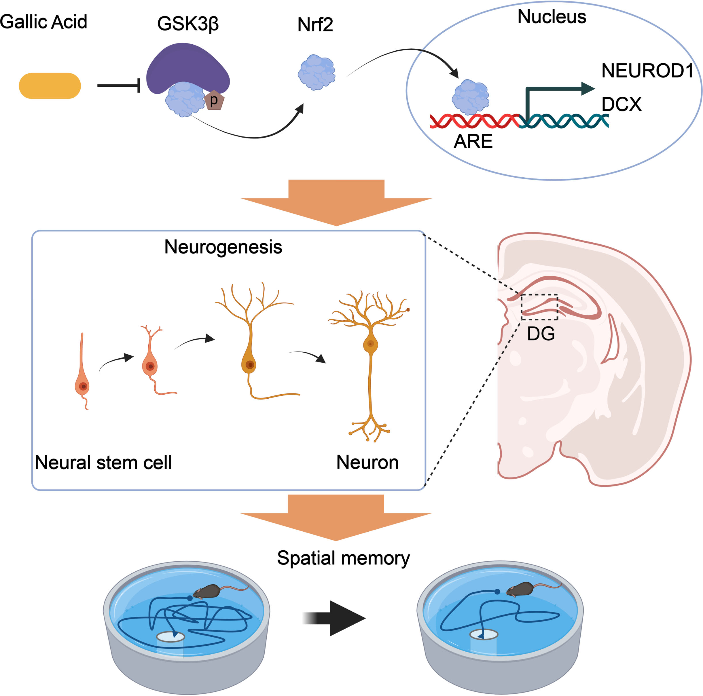 Proposed mechanisms of GA in promoting neurogenesis and alleviating AD symptoms. GA binds to and inhibits GSK-3β activity, reducing the phosphorylation level of Nrf2 and degrading its ubiquitination. Nrf2 transcriptionally regulates the expression of NEUROD1 and DCX genes in the nucleus, promoting an increase in the number of neural synapses in the dentate gyrus of the hippocampus and improving spatial memory in APP/PS1 mice.