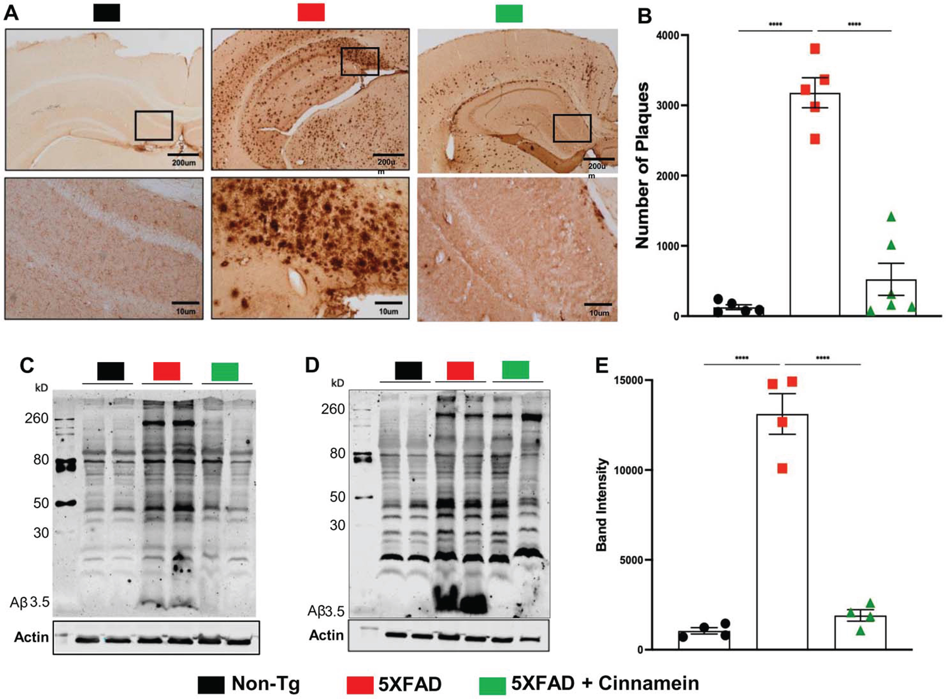 Oral administration of cinnamein reduces Aβ deposition. Six-month-old 5XFAD mice (n = 9) were administered cinnamein orally (50 mg/kg/day) for one month followed by measurement of amyloid-β (Aβ) plaque load by (A) diaminobenzidine (DAB) staining of hippocampal sections (1.25x and 20x magnification) followed by (B) quantification of total count of Aβ plaques in the hippocampus (two sections per mouse of 5 mice per group) using Image J. Immunoblotting of hippocampal homogenates (C, n = 2; D, n = 2) with Aβ 6E10 monoclonal antibody and densitometric analysis (E) of relative Aβ levels (Aβ/Actin) of four mice (n = 4) per group. All data, analyzed with Prism, represent the mean±SEM. One-way ANOVA followed by Šìdák’s multiple comparisons test was used for statistical analysis; ****p < 0.0001.