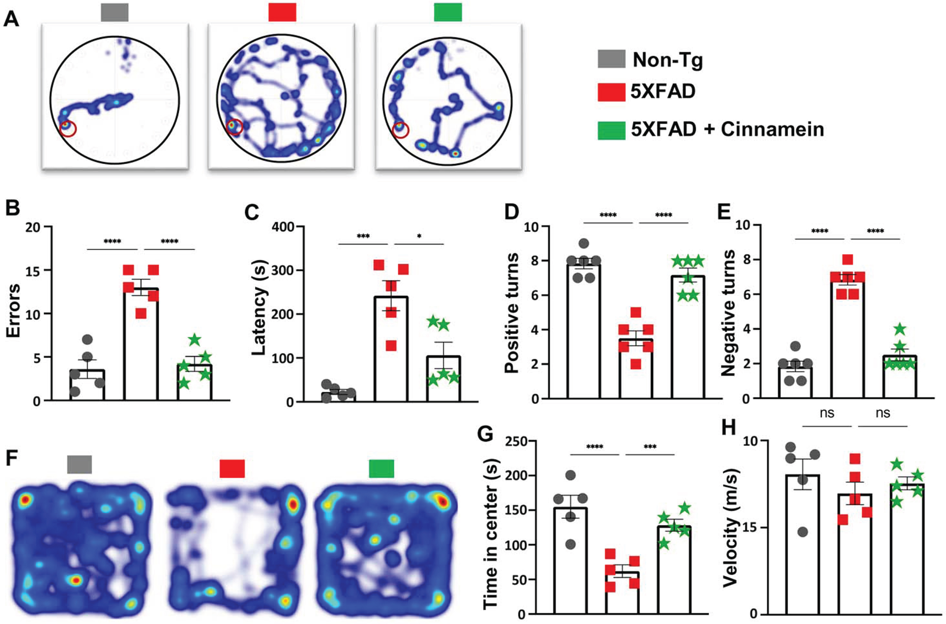 Cinnamein improves cognitive functions in 5XFAD mice. Six-month-old 5XFAD mice were administered cinnamein orally (50 mg/kg/day) for one month followed by Barnes maze, T-maze and open field tests. A heatmap (A) tracks the trajectory of each mouse to find the target starting from the center of the Barnes maze (n = 5). Image J was used to quantify errors made (B) and latency (C) to find the target. T-maze results reveal the number of positive turns (D) and negative turns (E) made by each mouse (n = 6). Time spent in the center of the open field arena (a measure of anxiety) (F, heatmap; G, center time) and the velocity (H) of mice (n = 5). All data, analyzed with Prism, represent the mean±SEM. One-way ANOVA followed by Šìdák’s multiple comparisons test was used for statistical analysis. *p < 0.05; ***p < 0.001; ****p < 0.0001; ns, not significant.