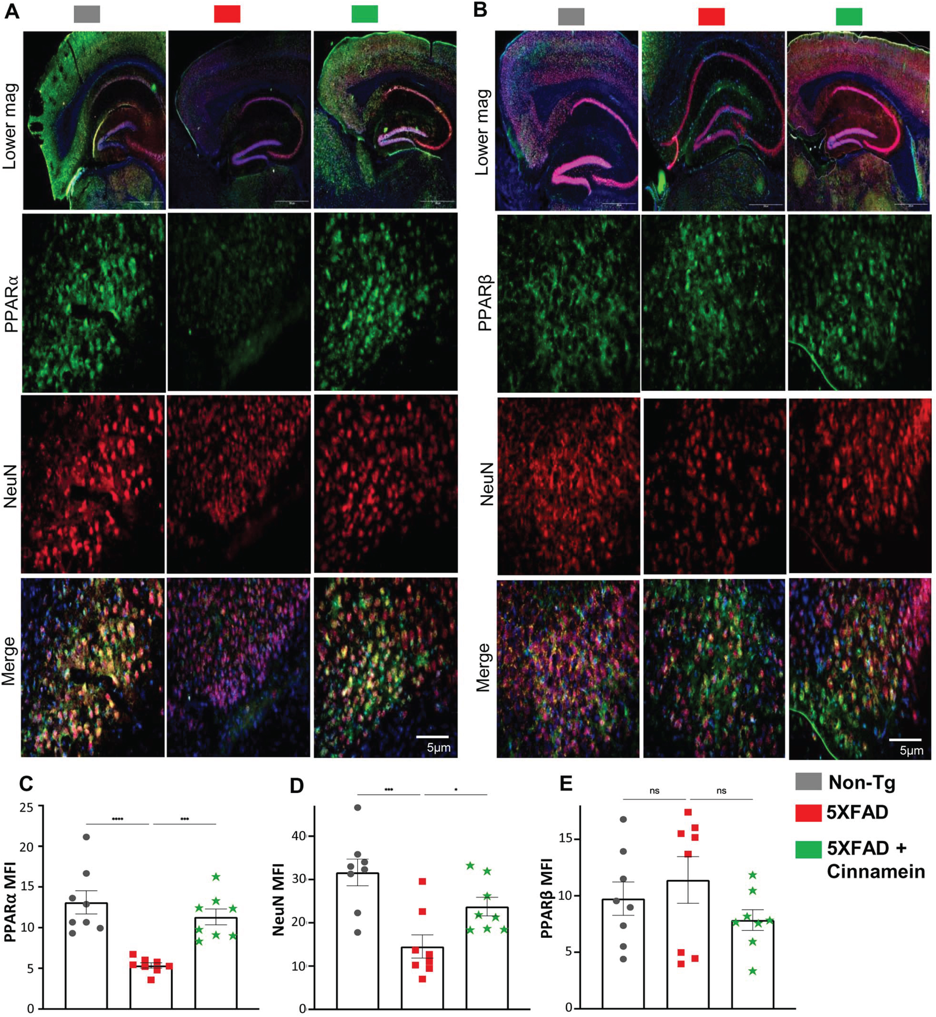 Oral administration of cinnamein upregulates PPARα expression in 5XFAD mice. Six-month-old 5XFAD mice were treated with cinnamein orally (50 mg/kg/day) for one month followed by double-labeling of either NeuN & PPARα (A) or NeuN & PPARβ (B) in the subiculum. Mean fluorescence intensity (MFI) of PPARα (C), NeuN (D) and PPARβ (E) was quantified in one section of each of eight mice per group (n = 8). All data, analyzed with Prism, represent the mean±SEM. One-way ANOVA followed by Šìdák’s multiple comparisons test was used for statistical analysis. *p < 0.05; ***p < 0.001; ****p < 0.0001; ns, not significant.