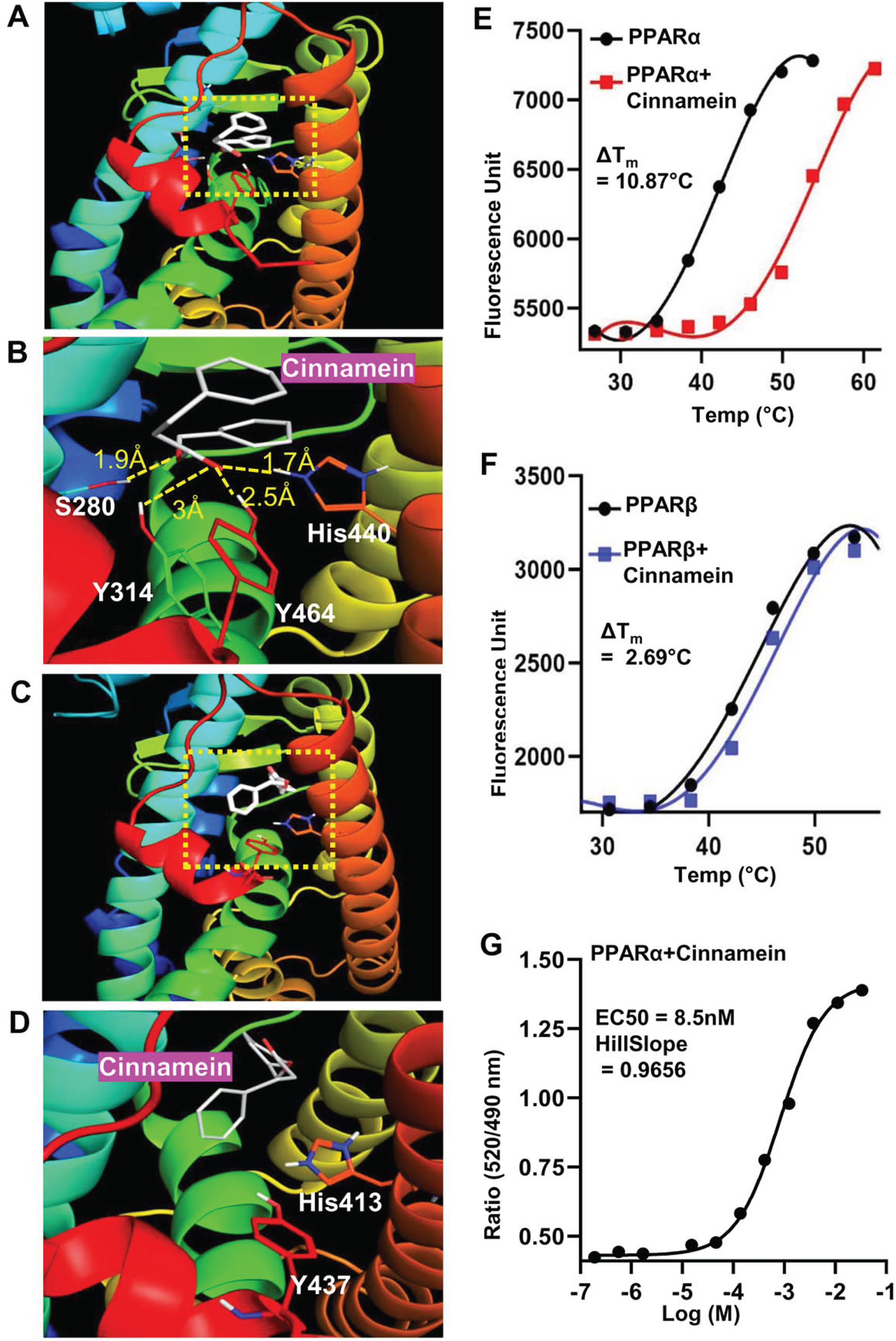 Detailed comparison of the binding properties of cinnamein to PPARs LBD by in silico docking and biophysical analysis. A) Representative in silico binding mode of cinnamein with the PPARα-LBD. B) Zoomed view of the interaction site of the protein. The ligand was depicted as white. Dotted line denoted H-bonds and the numbers are measured H-bond distance. C) Binding mode of cinnamein with the PPARδ-LBD. D) Zoomed view of the interaction site of the protein. The ligand was depicted as white. No H-bond was found. Determination of ΔTm for binding of cinnamein with PPARα (E) and PPARδ (F), respectively, by the Thermal Shift assay. The ligand and protein concentrations were 10 μM and 100 ng, respectively. Data were collected at 0.114°C intervals from 25°C–99°C on the Applied Biosystems Real-time PCR system. Representative plots were made by GraphPad prism after processing the raw data. G) Saturation binding curve of cinnamein for PPARα-LBD in the LanthaScreen TR-FRET assay. Serial dilution of ligand was assayed. Curves were fit using a sigmoidal dose-responsive equation in GraphPad prism.