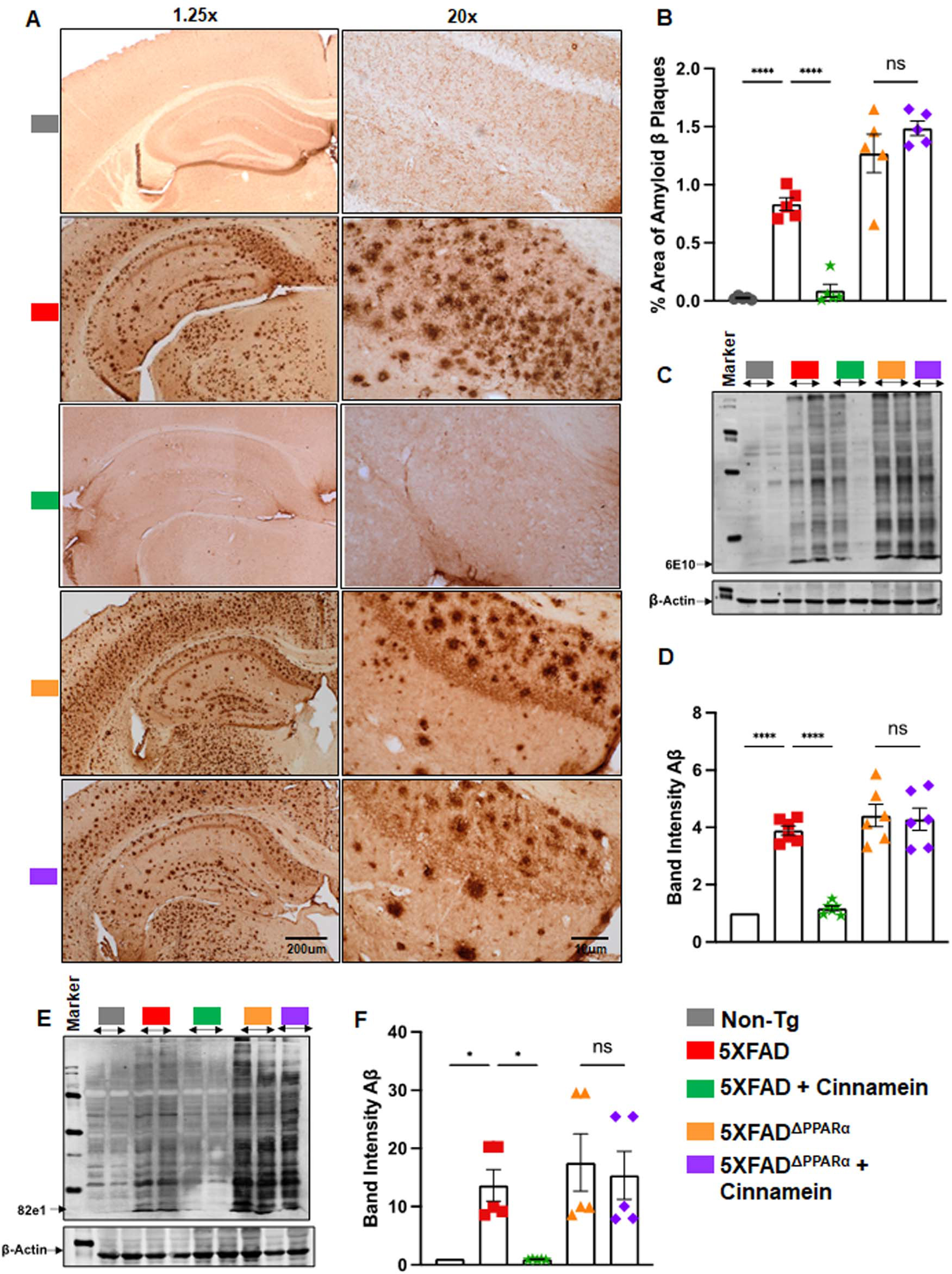 Oral administration of cinnamein reduces Aβ deposition in 5XFAD mice via PPARα. Six-month-old 5XFAD and 5X FADΔPPARα mice (n = 5 or 6) were administered cinnamein orally (50 mg/kg/day) for one month followed by measurement of amyloid-β (Aβ) plaque load by (A) diaminobenzidine (DAB) staining of hippocampal sections (1.25x and 20x magnification) followed by (B) quantification of % area of Aβ plaques in each entire section (two sections per mouse) using Image J. C) Immunoblotting of hippocampal homogenate with Aβ 6E10 monoclonal antibody and (D) densitometric analysis of relative Aβ levels (Aβ/Actin). E) Immunoblotting of hippocampal homogenate with 82e1 monoclonal antibody (F) densitometric analysis of relative Aβ levels (Aβ/Actin). All data, analyzed with Prism, represent the mean±SEM. One-way ANOVA followed by Šìdák’s multiple comparisons test was used for statistical analysis. *p < 0.05; ***p < 0.001; ****p < 0.0001; ns, not significant.