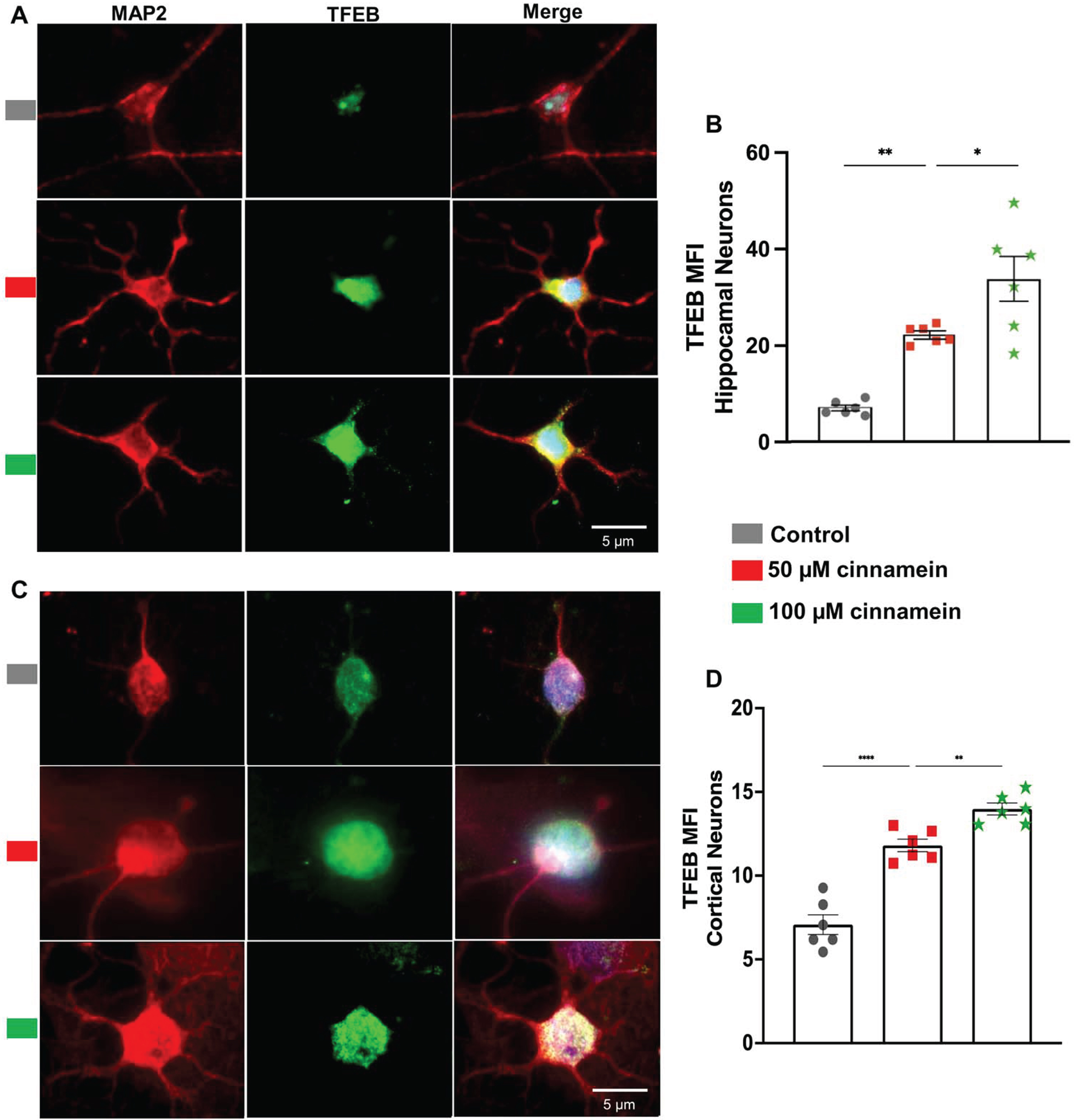 Cinnamein treatment upregulates TFEB expression in primary mouse hippocampal and cortical neurons. Hippocampal (A) and cortical (C) neurons isolated from E18 non-transgenic mouse fetus were treated with 50 and 100 μM cinnamein for 18 hours followed by double-labeling of MAP2 and TFEB. Mean fluorescence intensity (MFI) of TFEB was quantified in six hippocampal neurons (C) and cortical neurons (D) from three different experiments. All data, analyzed with Prism, represent the mean±SEM. One-way ANOVA followed by Šìdák’s multiple comparisons test was used for statistical analysis. ***p < 0.001; ns, not significant.