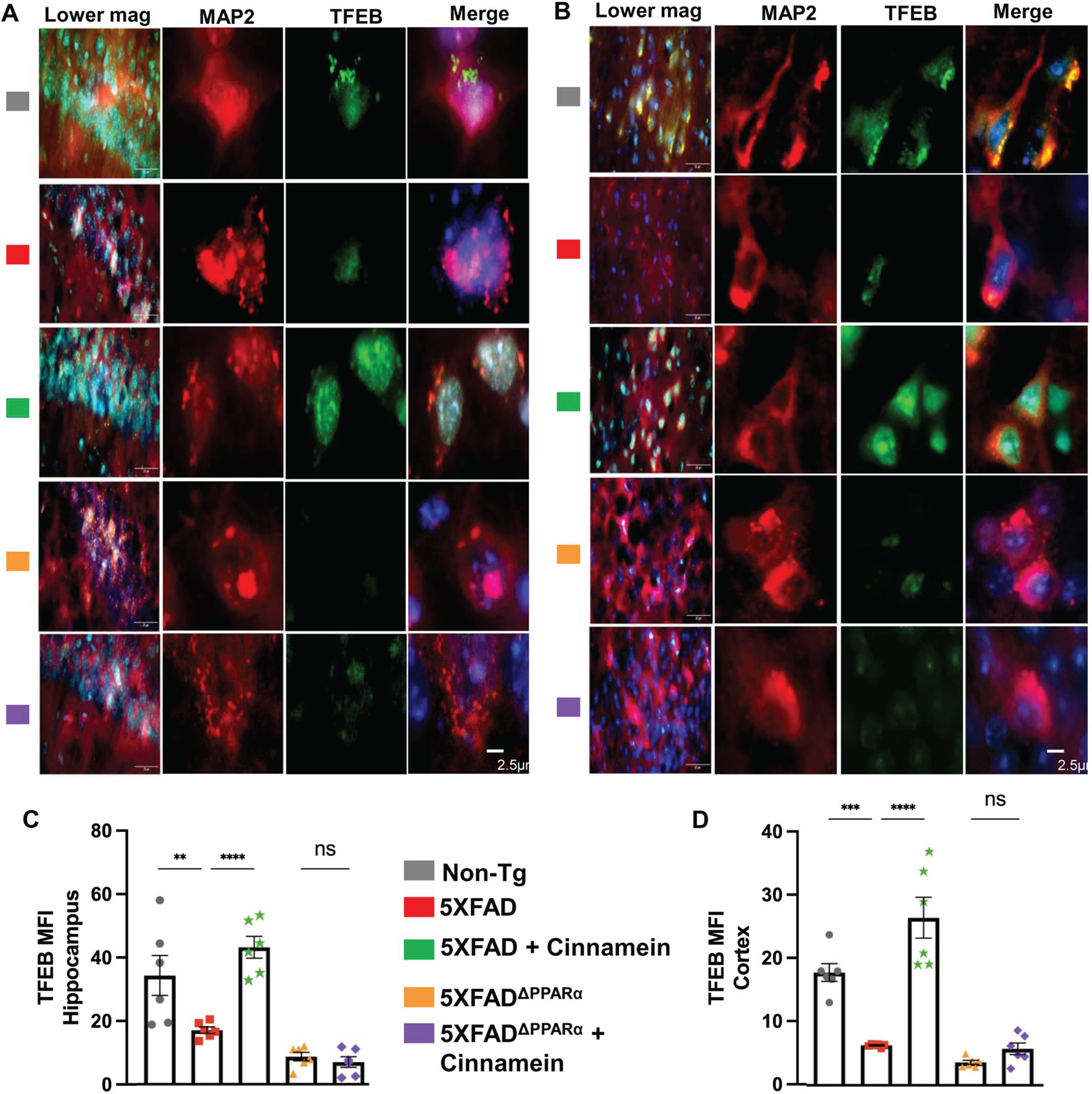 Oral cinnamein increases the level of TFEB in vivo in the hippocampus and cortex of 5XFAD mice via PPARα. Six-month-old 5XFAD and 5X FADΔPPARα mice (n = 6) were treated with cinnamein orally (50 mg/kg/day) for one month followed by double-labeling of MAP2 and TFEB (A, hippocampus; B, cortex). Mean fluorescence intensity (MFI) of TFEB (C, hippocampus; D, cortex) was quantified in one section of each of six mice per group. All data, analyzed with Prism, represent the mean±SEM. One-way ANOVA followed by Šìdák’s multiple comparisons test was used for statistical analysis. **p < 0.01; ****p < 0.0001; ns, not significant.