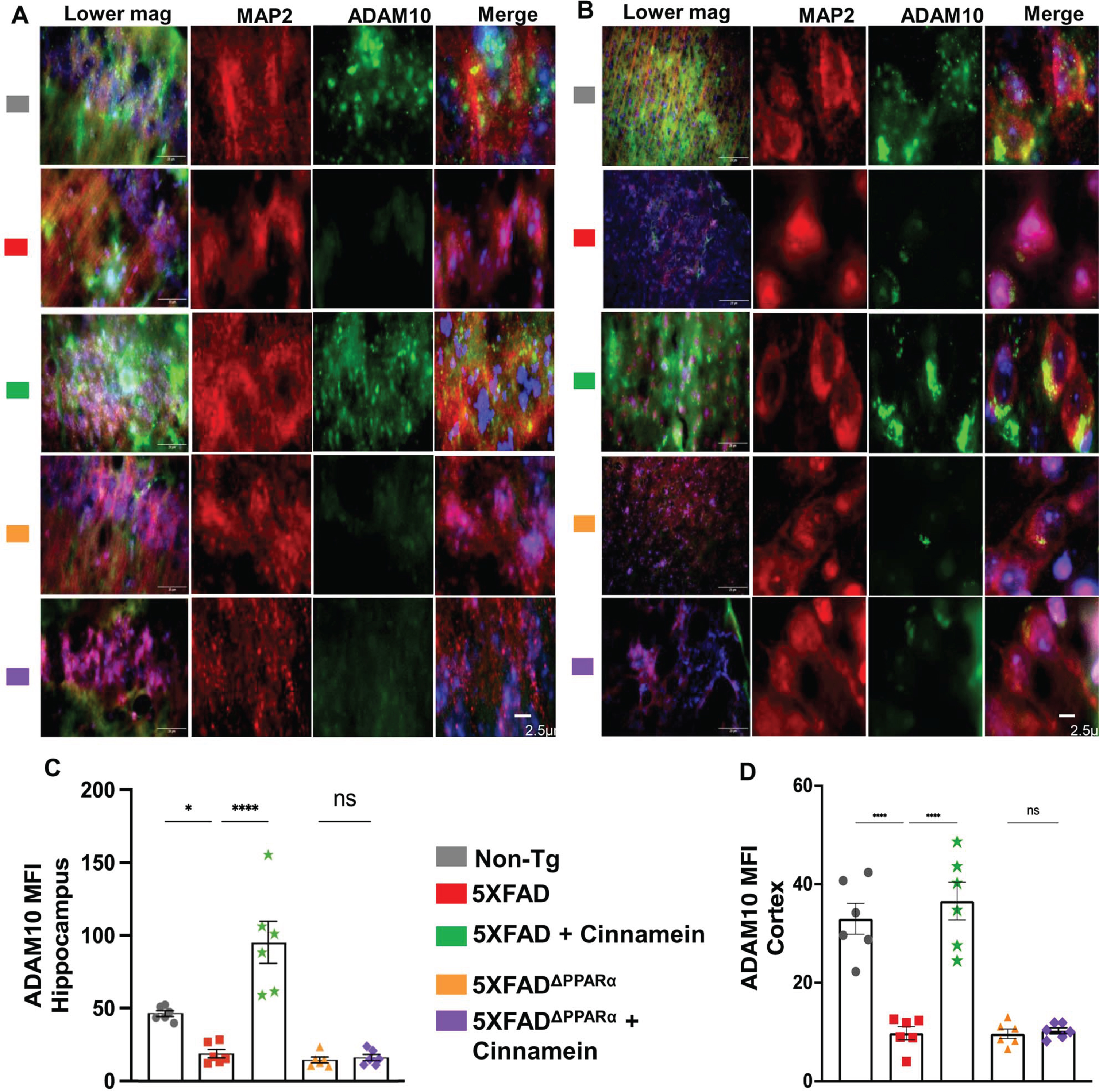 Oral cinnamein upregulates ADAM10 in vivo in the hippocampus and cortex of 5XFAD mice via PPARα. Six-month-old 5XFAD and 5X FADΔPPARα mice (n = 6) were treated with cinnamein orally (50 mg/kg/day) for one month followed by double-labeling of MAP2 and ADAM10 (A, hippocampus; B, cortex). Mean fluorescence intensity (MFI) of ADAM10 (C, hippocampus; D, cortex) was quantified in one section of each of six mice per group. All data, analyzed with Prism, represent the mean±SEM. One-way ANOVA followed by Šìdák’s multiple comparisons test was used for statistical analysis. *p < 0.05; ****p < 0.0001; ns, not significant.