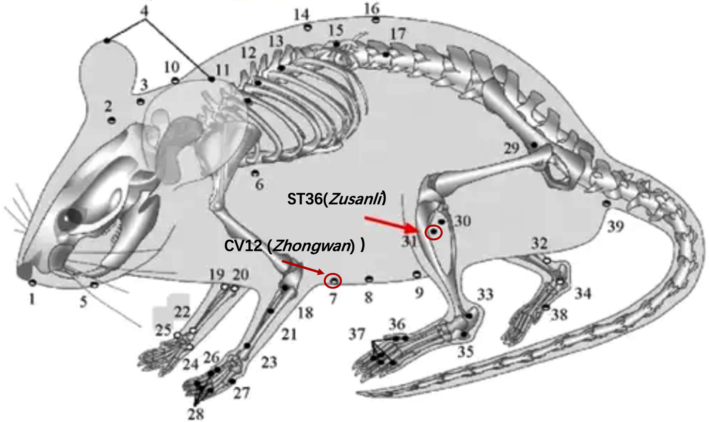 Selected acupoints on the mouse (ST36 and CV12).