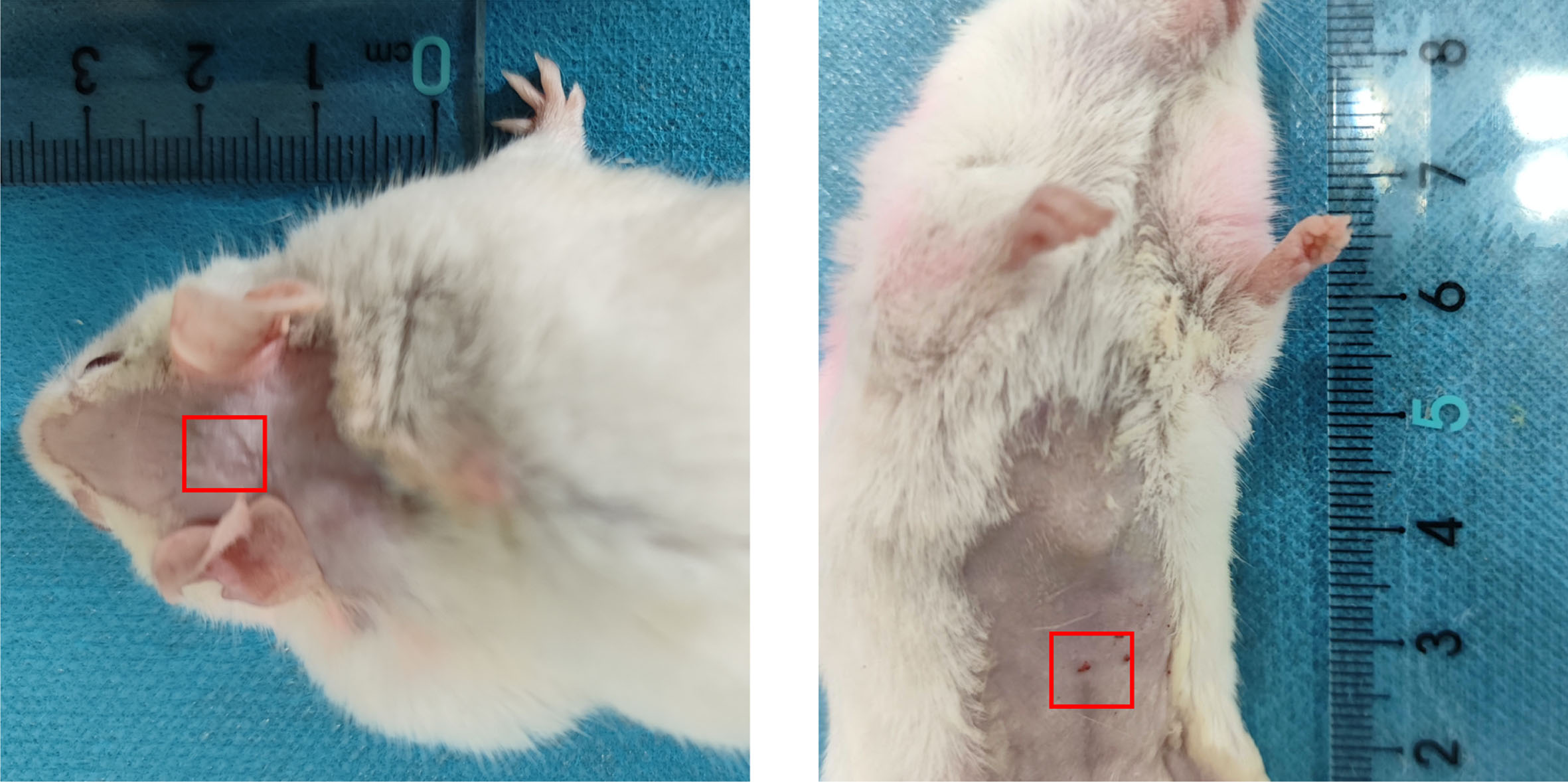 Regions of interested selected on the mice (Left: the head region, Right: CV12 (Zhongwan) acupoint region, 6mm×6 mm).