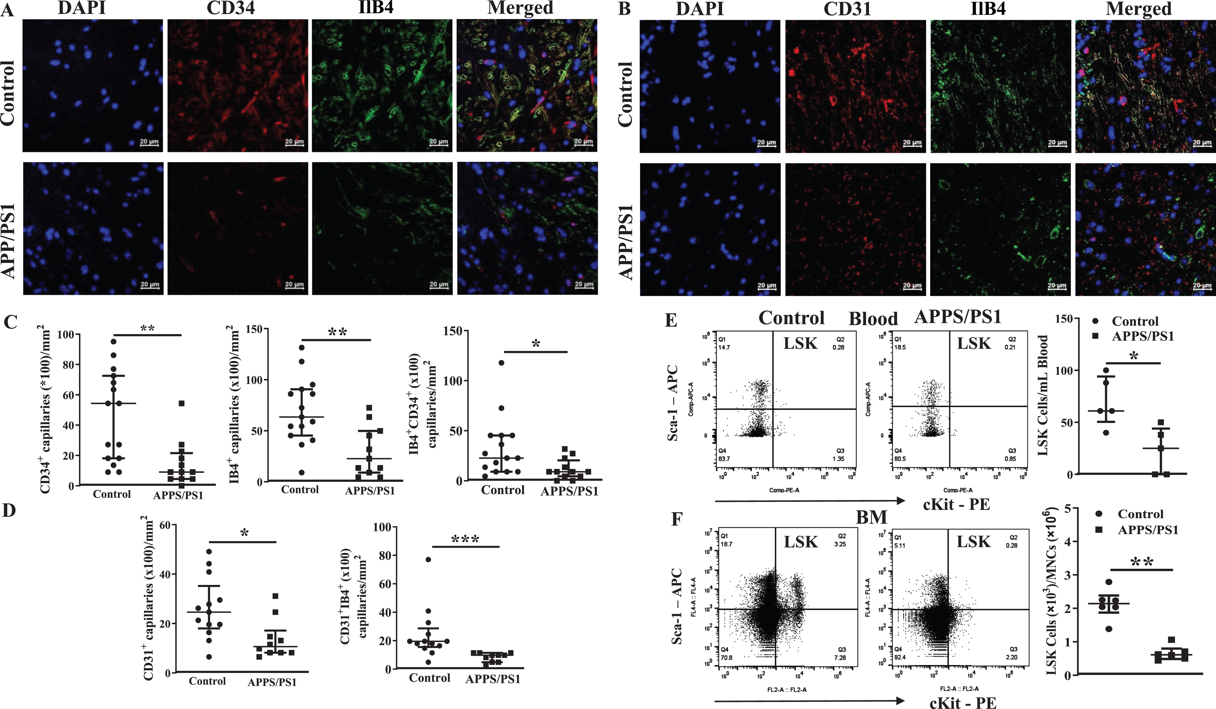 Decreased microvascular density in the frontal cortex in APP/PS1 mice is associated with decreased vasculogenic progenitor cells in the blood and bone marrow. A, B) Shown were representative immunofluorescence images of frontal cortex derived from control and APP/PS1 mice stained for nuclei (DAPI), CD31, CD34 or the basement matrix by Isolectin B4 (IlB4). Scale bar measures 20 microns. C) Microvascular density, defined by CD34+, IB4+, or CD34+IB4+ structures or D) CD31 or CD31+IB4+ structures in the sections of frontal cortices of APP/PS1 mice (n = 6) was lower than that observed in the control group (n = 5). *p < 0.05, **p < 0.01, and ***p < 0.001, Mann-Whitney test. Shown in E were representative flow cytometry dot plots of LSK cells in blood and bone marrow mononuclear cells derived from control and APP/PS1 mice. F) The number of LSK cells were significantly lower in blood or bone marrow of APP/PS1 mice (n = 6) compared to control group (n = 5). *p < 0.05, **p < 0.01, and ***p < 0.001, Mann-Whitney test.