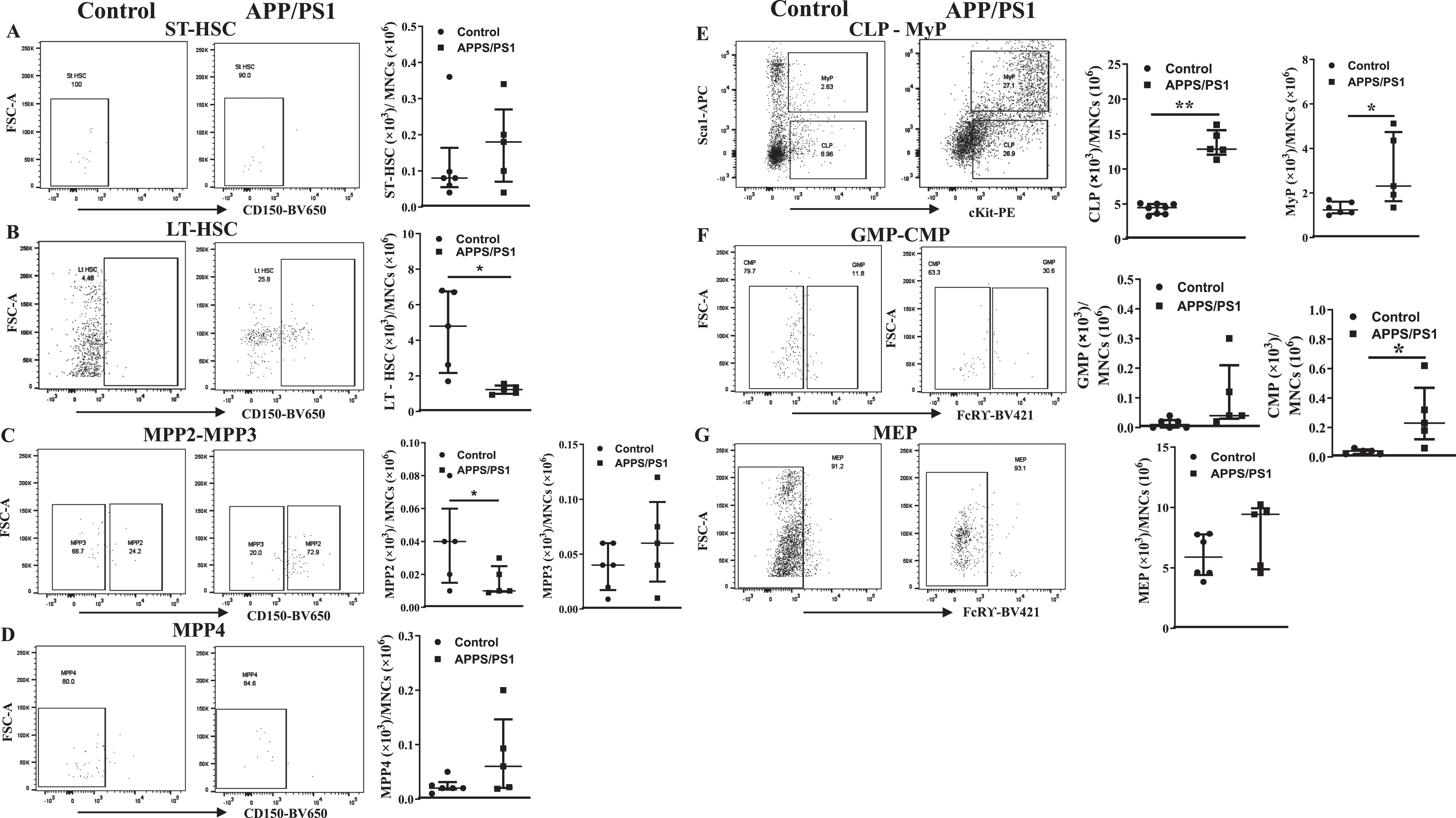 Altered hematopoiesis in the bone marrow of APP/PS1 mouse. Shown were representative flow cytometry dot plots and quantification of ST-HSC, LT-HSC, MPP2-MPP3, MPP4, CLP-MyP, GMP-CMP, and MEP in the bone marrow of control and APP/PS1 mice. LT-HSCs (B) and MPP2 (C) populations of cells were decreased while CLP, MyP (E) or CMP (F) populations were increased in the APP/PS1 mice. No change was observed in the ST-HSCs (A), MPP3 (C), MPP4 (D), GMP (F), and MEP (G) populations (*p < 0.05 and **p < 0.01, n = 6 (APP/PS1) and n = 5 (control), Mann-Whitney test).