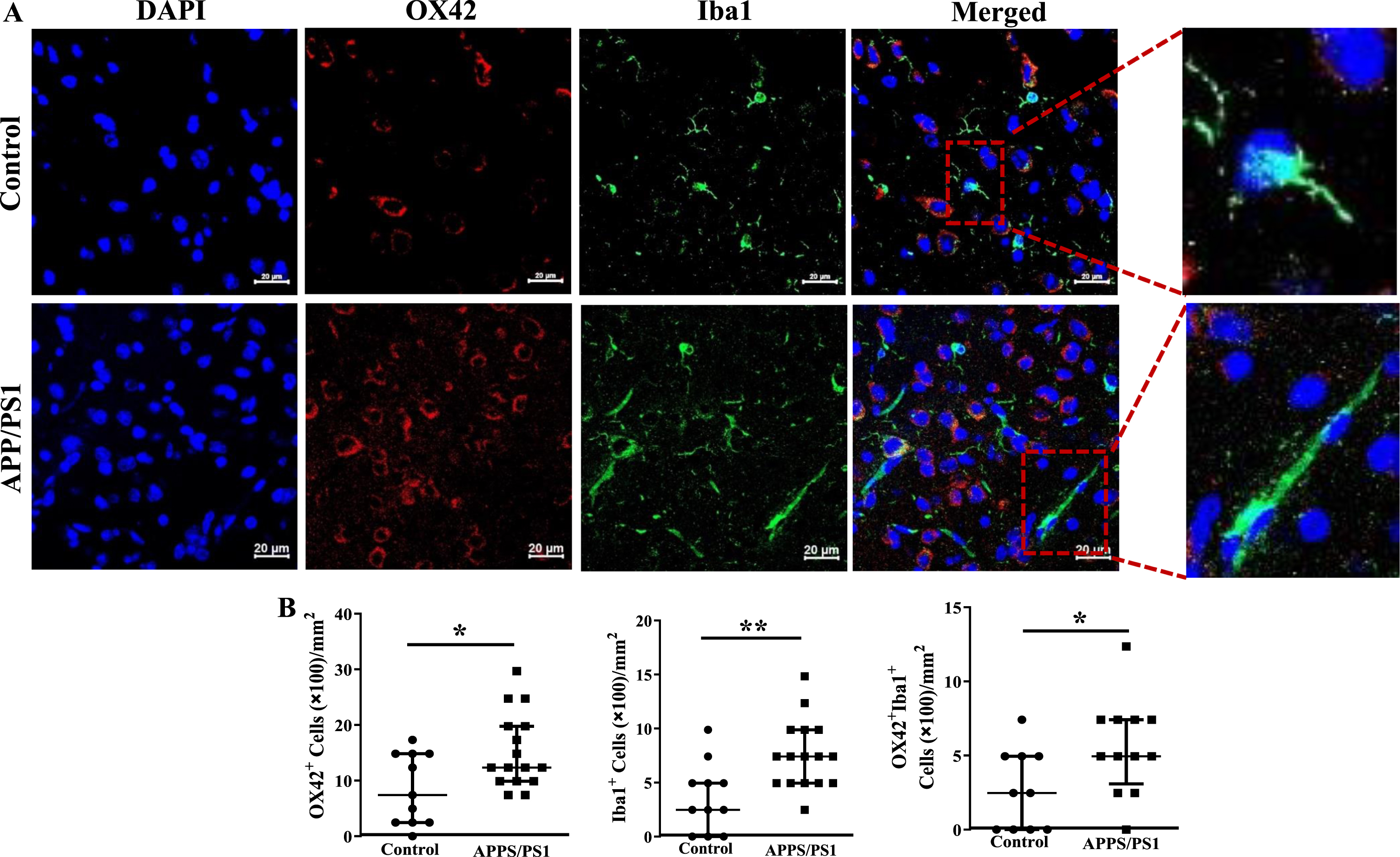 Increased number of inflammatory macrophage in the frontal cortices of APP/PS1 mice. A) Shown were representative immunofluorescence images of frontal cortices derived from control and APP/PS1 mice stained for nuclei (DAPI), Ox42, or Iba1. Scale bar measures 20 microns. B) Ox42+ (*p < 0.05) or Iba1+ (*p < 0.05) or the dual positive cells (*p < 0.01) were higher in the APP/PS1 mice (*p < 0.05, n = 6) compared to the control (n = 5).