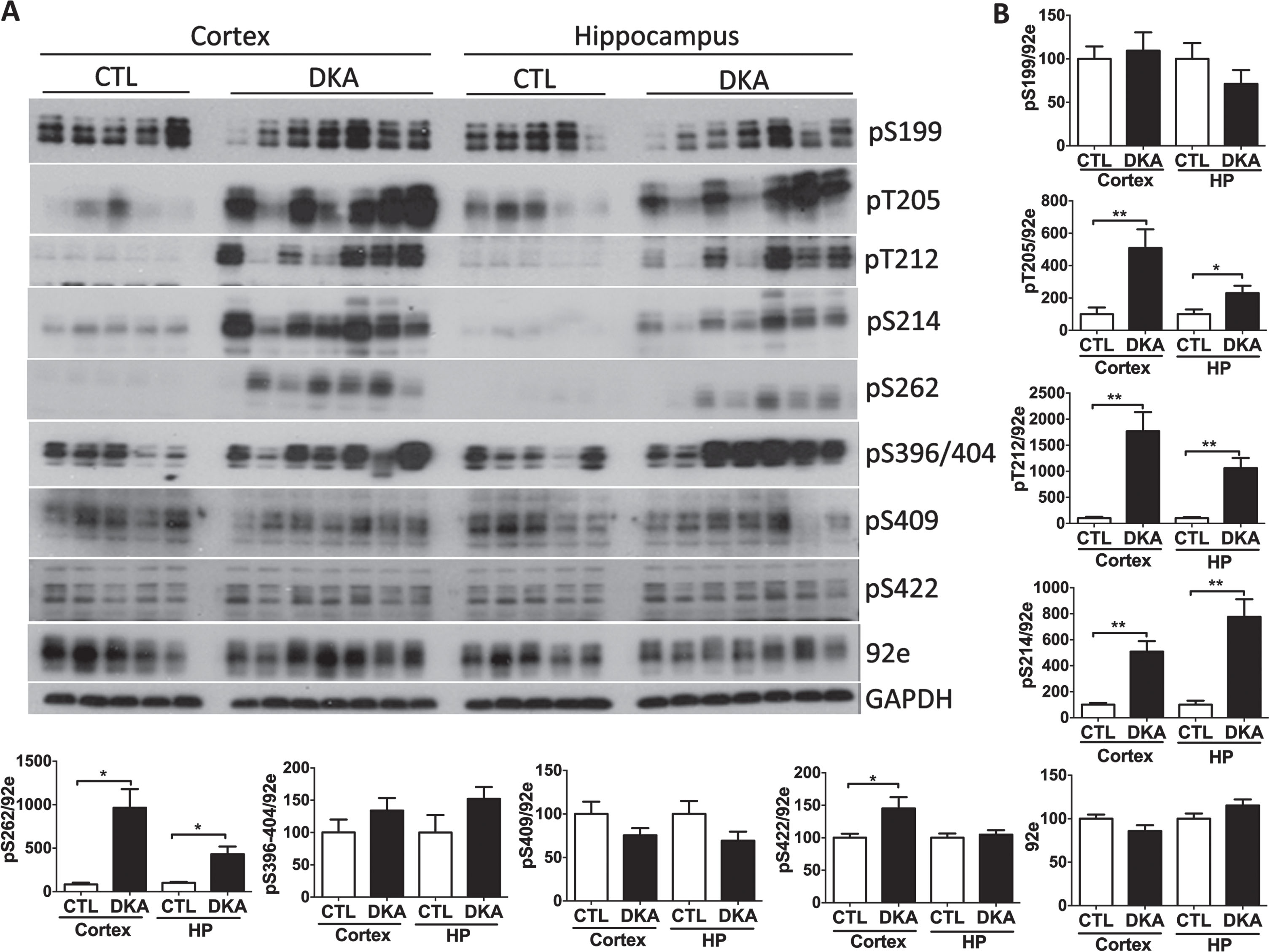 Tau hyperphosphorylation in the brains of rats with DKA. Brain homogenates derived from the rat hippocampal and cortical homogenates were subjected to western blots developed with the indicated antibodies (A). The blots were then quantified by densitometry, and the relative levels of tau phosphorylation at individual phosphorylation sites were normalized with the total tau level (determined with 92e) (B). GAPDH blots were included as a loading control. Data shown in the graphs are presented as mean±SEM (n = 5−7/group), where * and ** indicate p < 0.05 and 0.01, respectively.