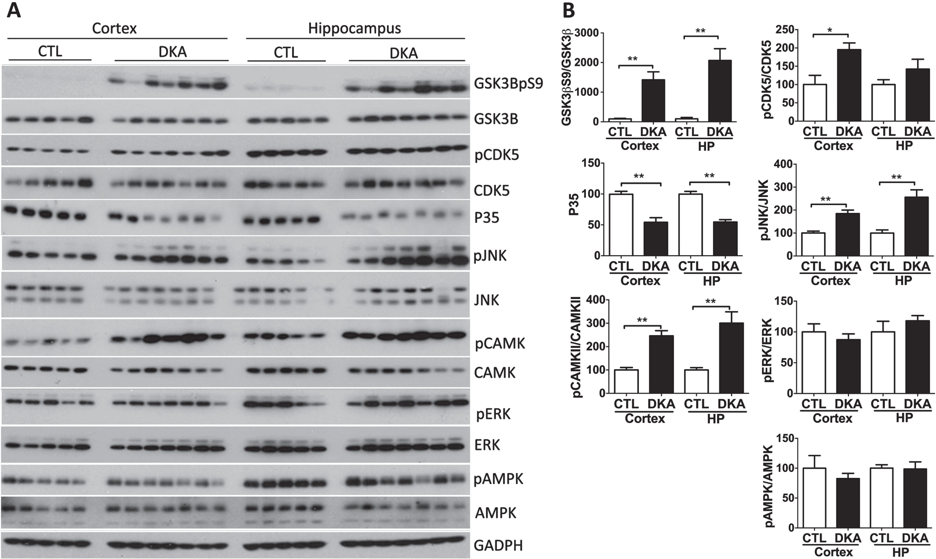 Western blots of tau protein kinases in the brains of rats with DKA. Brain homogenates derived from the rat hippocampal and cortical tissue were subjected to western blots developed with the indicated antibodies (A). The blots were then quantified by densitometry, and the relative levels of phosphorylated kinase were normalized with the total kinase level (B). GAPDH blots were included as a loading control. Data shown in the graphs are presented as mean±SEM (n = 5−7/group), where * and ** indicate p < 0.05 and 0.01, respectively.