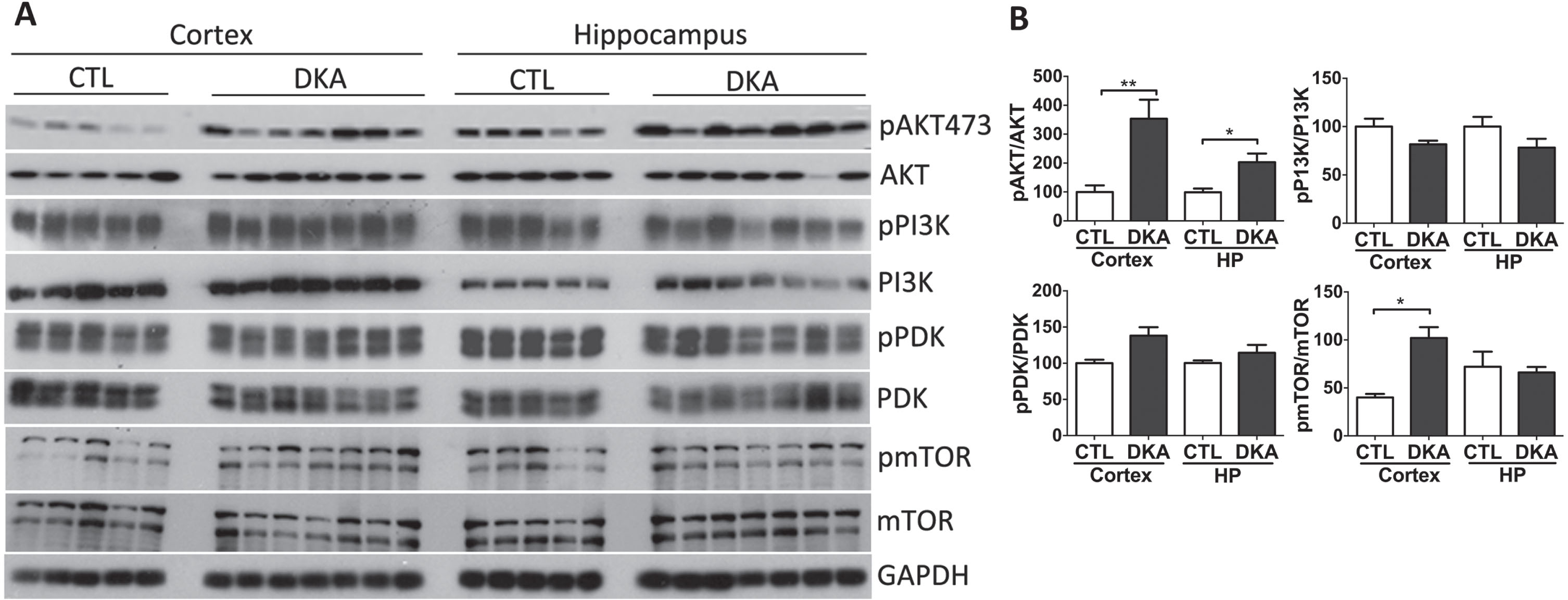 Western blots of AKT, PI3K, PDK1, and mTOR from brains of rats with DKA. Brain homogenates derived from the rat hippocampal and cortical homogenates were subjected to western blot developed with the antibodies indicated at the right side of (A). The blots were then quantified by densitometry, and the net phosphorylation levels of each kinase were plotted (mean±SEM, n = 5−7/group) (B).