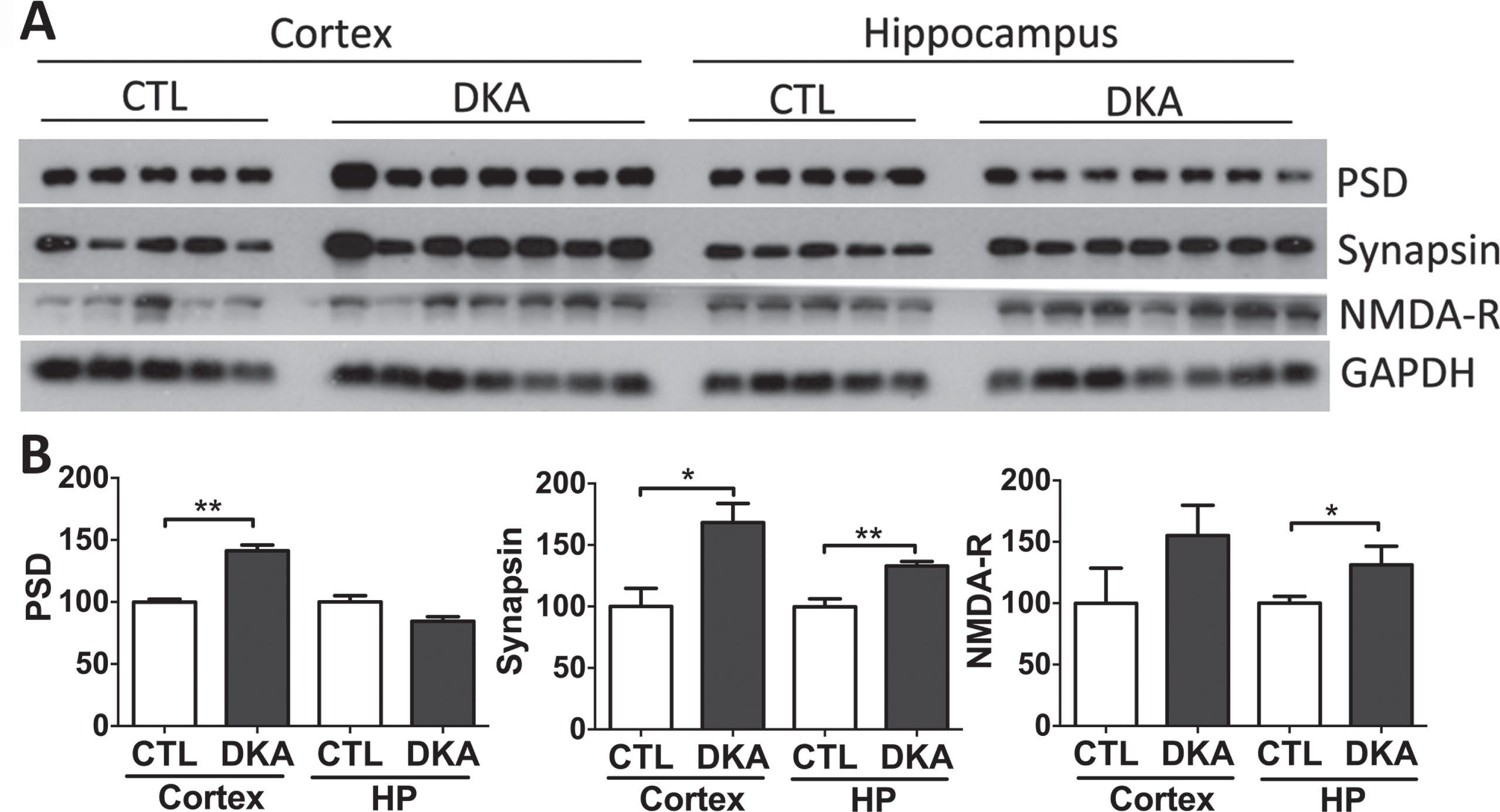 Western blots of synaptic proteins in the brains of rats with DKA. Brain homogenates derived from the rat hippocampal and cortical homogenates were subjected to western blots developed with antibodies indicated at the right side of (A). The blots were then quantified by densitometry, and the levels, after being normalized with GAPDH levels, are shown (mean±SEM, n = 5−7/group) (B).