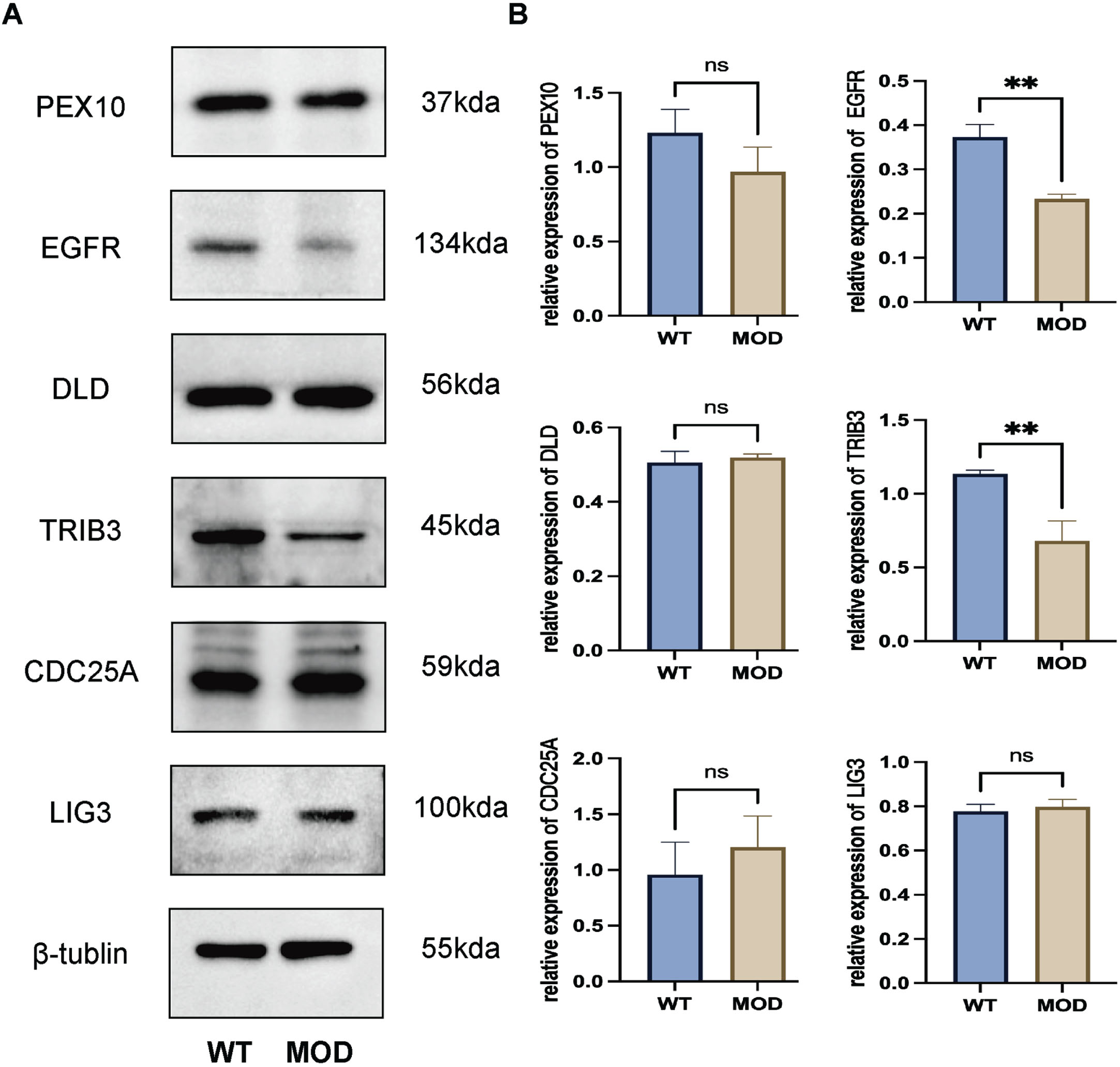 Validation of the gene targets by western blotting using 3xTg-AD mice. Both EGFR (p < 0.05) and TRIB3 (p < 0.05) were downregulated in the whole brain tissues compared with the control group. WT, wild type; MOD, model of 3xTg-AD mice.