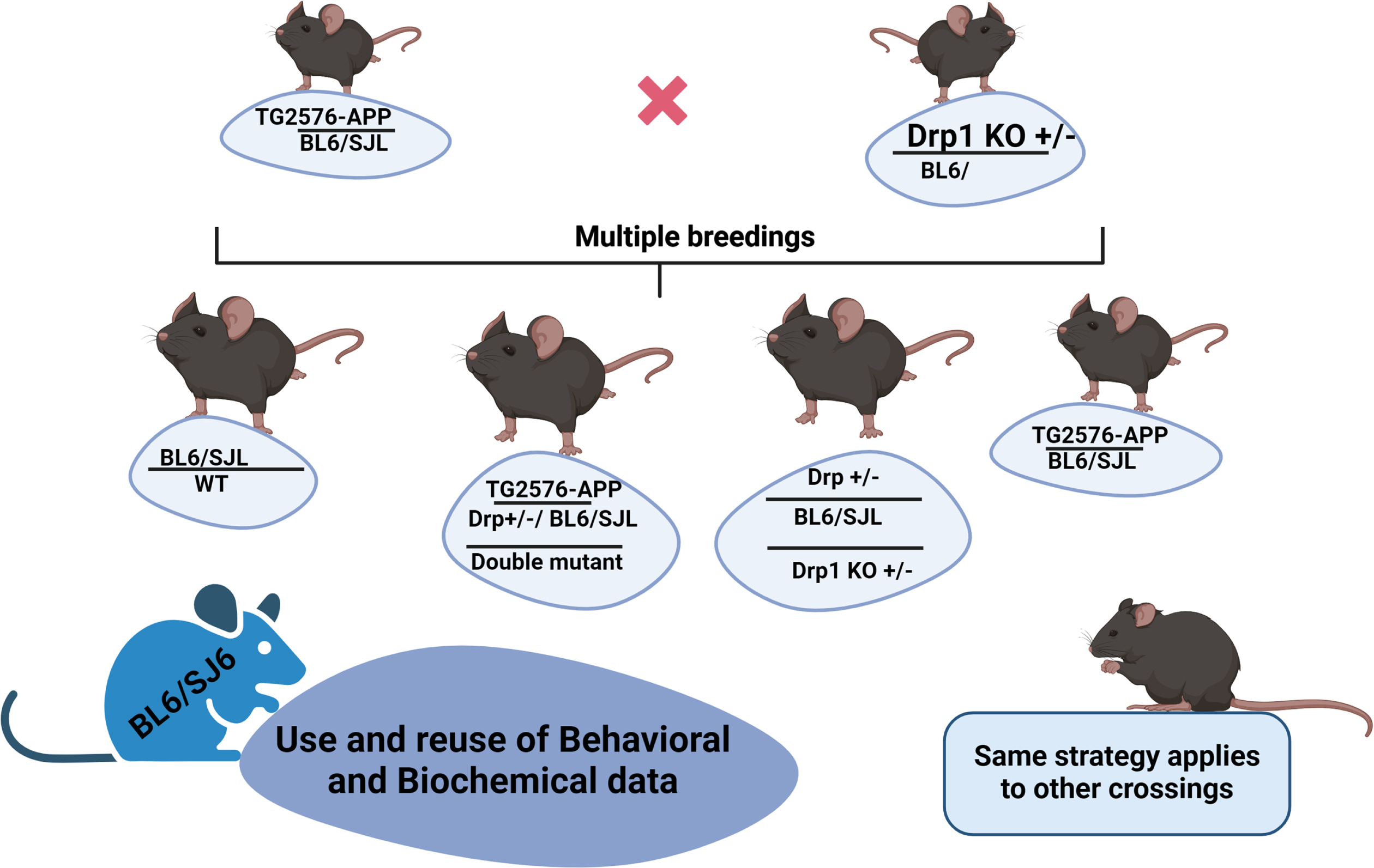 A diagram shows cross-breeding. WT mice is relevant as a control for the offspring mice. So, Use and reuse of behavioral and biochemical data can be applied to other phenotypes as well.