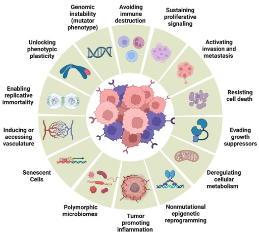 Characteristics of cancer cells [10]. Created with Biorender.com.