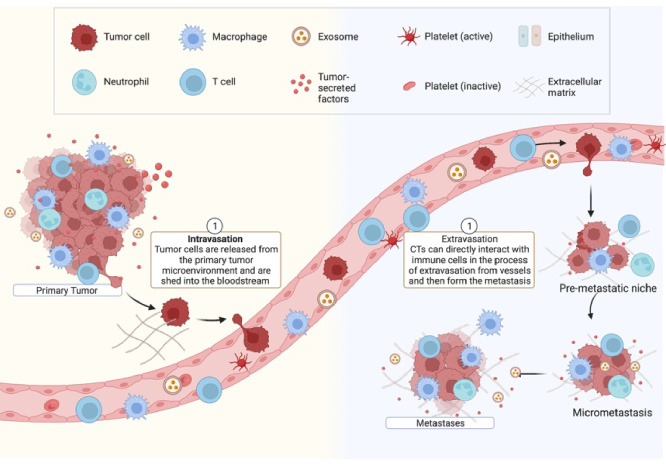 The main stages of immune system-based metastasis cascade [14]. Created with Biorender.com.