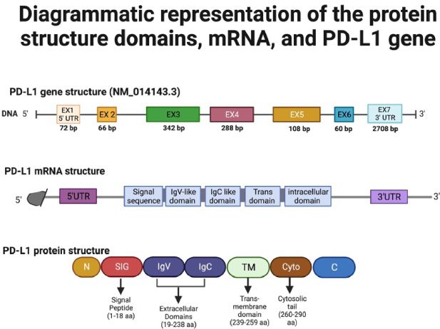 Diagrammatic representation of the protein structure domains, mRNA, and PD-L1 gene [22]. Created with Biorender.com.