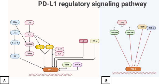 PD-L1 regulatory signaling pathway [23]. Created with Biorender.com.