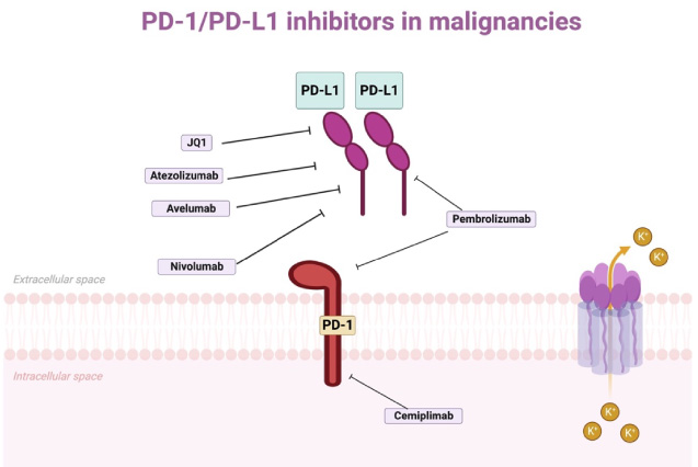 PD-1/PD-L1 inhibitors in malignancies [43]. Created with Biorender.com.