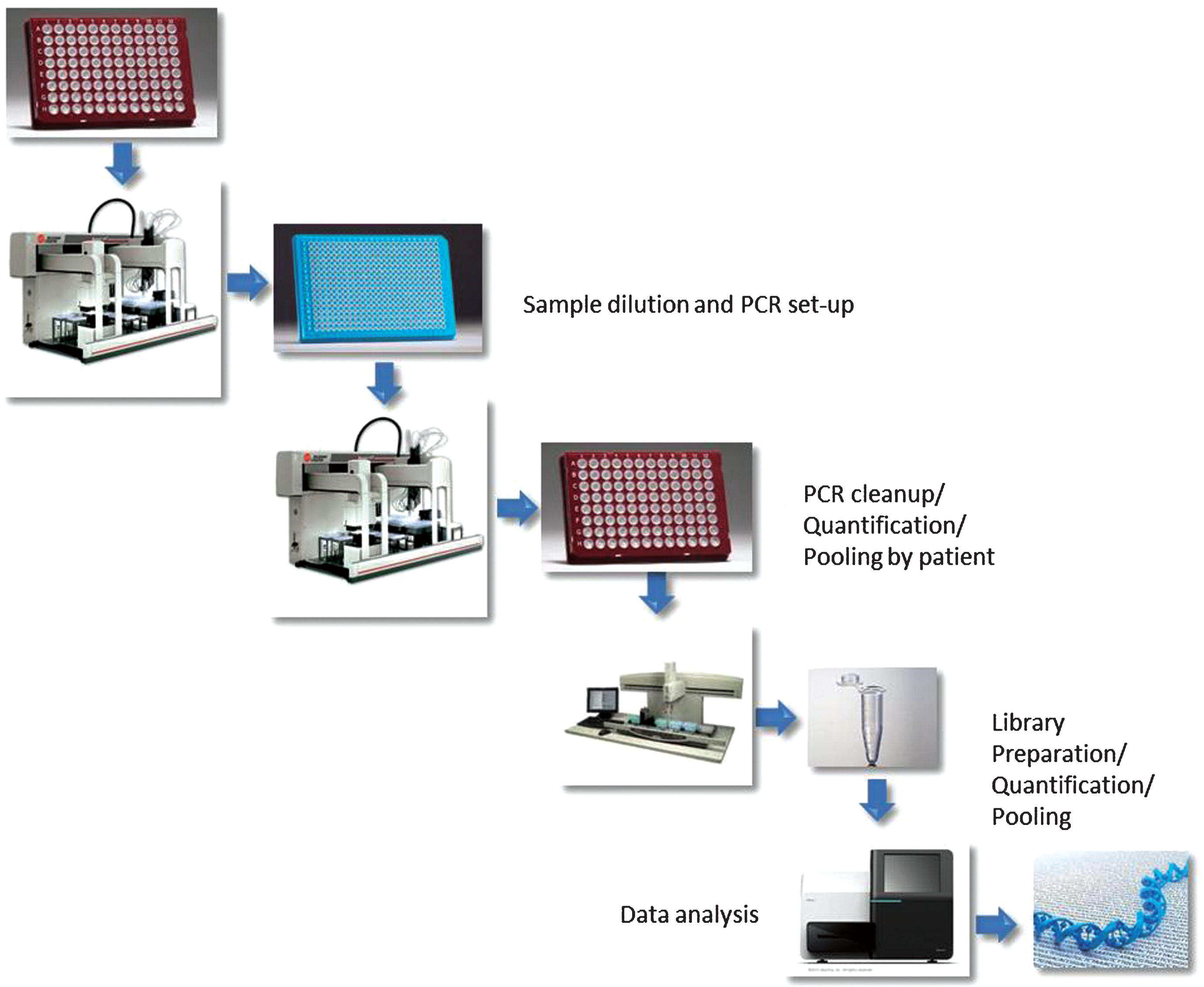 Schematic representation of the workflow followed for this study. Briefly, liquid handling platforms were programmed to perform sample transfers, PCR reaction set up, clean up and pooling, library construction. The final pooled library was sequenced on a single MiSeq run.