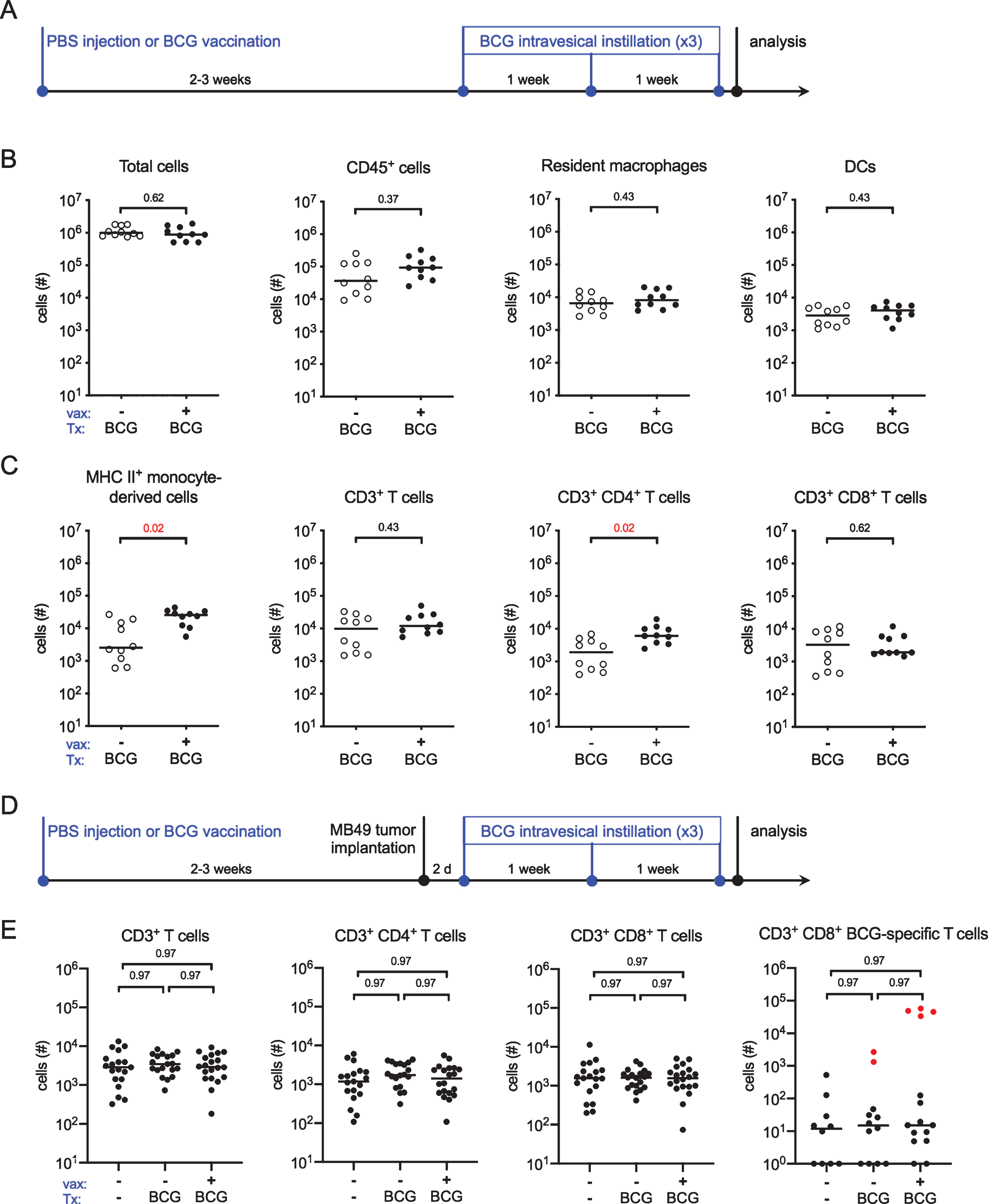 BCG-specific T cells do not infiltrate the bladder. (A) Schematic of the experiment depicted in B and C. Briefly, six week old female C57BL/6 mice were vaccinated subcutaneously with PBS or 3×106 CFU of BCG Connaught. Two to three weeks later the mice received 5×106 CFU of BCG Connaught intravesically once a week for three weeks. 24 hours after the last instillation, the bladders are analyzed by flow cytometry. (B and C) Graphs depict total specified immune cell populations. (D) Schematic of the experiment depicted in E, which is the same as shown in A, except two to three weeks post-vaccination mice received 2×105 MB49 cells by intravesical instillation. PBS or BCG Connaught administration was started two days after tumor implantation. One group received no injections or intravesical instillations. 24 hours after the last instillation, the bladders are analyzed by flow cytometry. (E) Graphs depict total specified immune cell populations. Red dots denote the total number of BCG-specific CD8+ T cells found in the spleens of vaccinated mice. Data are pooled from 2–3 experiments, n = 5–7 mice per experiment. Each dot represents 1 mouse, lines are medians. Significance was determined using the nonparametric Mann-Whitney test to compare vaccinated to unvaccinated mice for each immune population shown, and the p-values were corrected for multiple testing using the false discovery rate (FDR) method. All calculated/corrected p-values are shown and those meeting the criteria for statistical significance (p < 0.05) are depicted in red.