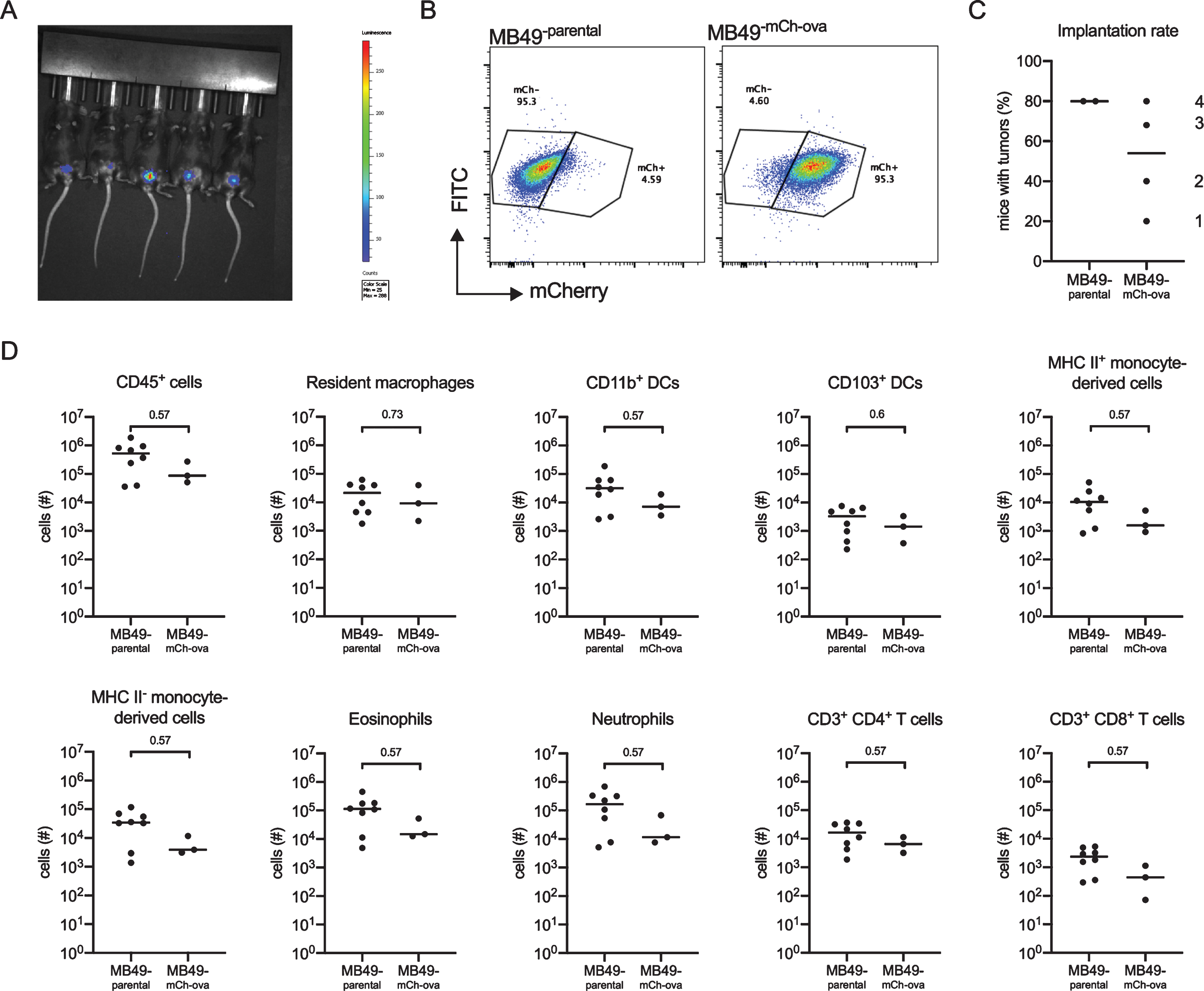 The MB49mCh - ova cell line induces immune cell infiltration. Six week old female C57BL/6 mice were instilled with 2×105 MB49 or MB49mCh - ova cells. Presence of a tumor was verified by in vivo imaging and immune cell populations were quantified by flow cytometry on day 14. (A) Representative image of tumor detection in vivo using the IVIS Spectrum In Vivo Imaging System on day 7 post tumor instillation. (B) Dot plots depict mCherry fluorescent protein expression in the parental MB49 cell line and the MB49mCh - ova cell line. (C) Graph shows the implantation rate for MB49 or the MB49mCh - ova on day 7 post tumor instillation in C57BL/6 female mice. The numbers indicate the order in which the experiments were performed. (D) Graphs depict total specified immune cell populations. Graphs are pooled from 2 experiments, n = 5 mice per experiment, animals without tumors by day 7 were excluded from analysis. Each dot represents 1 mouse, lines are medians. In (D), significance was determined using the nonparametric Mann-Whitney test to compare immune cell populations between the parental and the modified MB49 implanted mice, and p-values were corrected for multiple testing over all analyses using the FDR method.