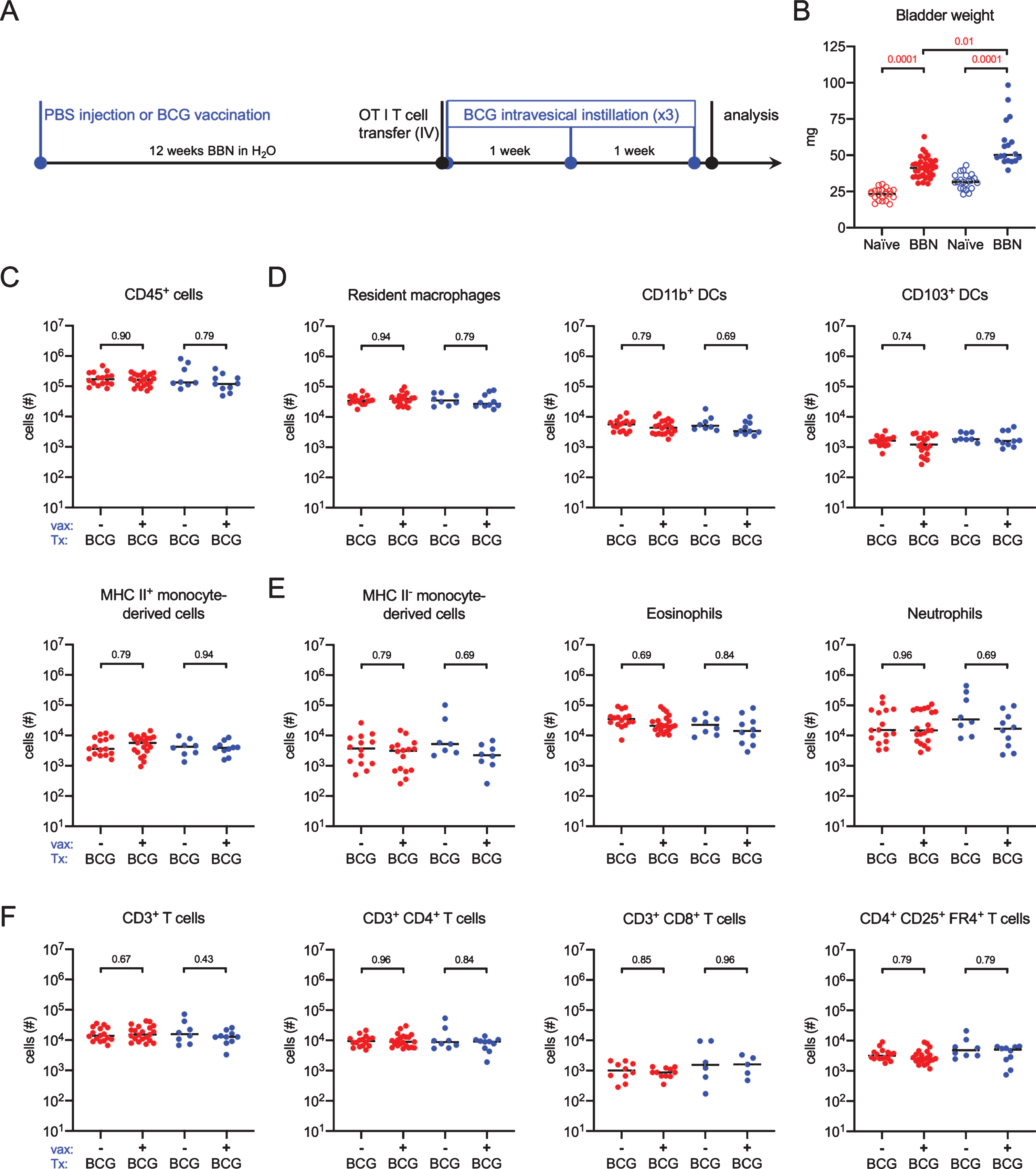 BCG vaccination does not impact immune cell infiltration in the BBN model. (A) Schematic of the experiments for data shown in this figure, Fig. 6, and Fig. 7. Six week old female (red dots) and male (blue dots) URO-OVA mice were injected subcutaneously with PBS or 3×106 CFU of BCG Connaught and given 0.05% BBN in the drinking water for the duration of the experiment. OT1 splenocytes were transferred by intravenous injection at week 12 and mice were treated with 5×106 CFU of BCG Connaught intravesically once a week for three weeks. 24 hours after the last BCG instillation bladder immune cell populations were analyzed by flow cytometry. (B) Graph displays the bladder weight of naïve or tumor bearing female and male URO-OVA mice. (C, D, E, and F) Graphs depict total specified immune cell populations. Graphs are pooled from 4 experiments, n = 1–6 mice per experiment. Each dot represents 1 mouse, lines are medians. Significance was determined using the nonparametric Kruskal-Wallis test to compare vaccinated to unvaccinated mice for each immune population shown, and the p-values were corrected for multiple testing using the FDR method. All calculated/corrected p-values are shown and those meeting the criteria for statistical significance (q < 0.05) are depicted in red.