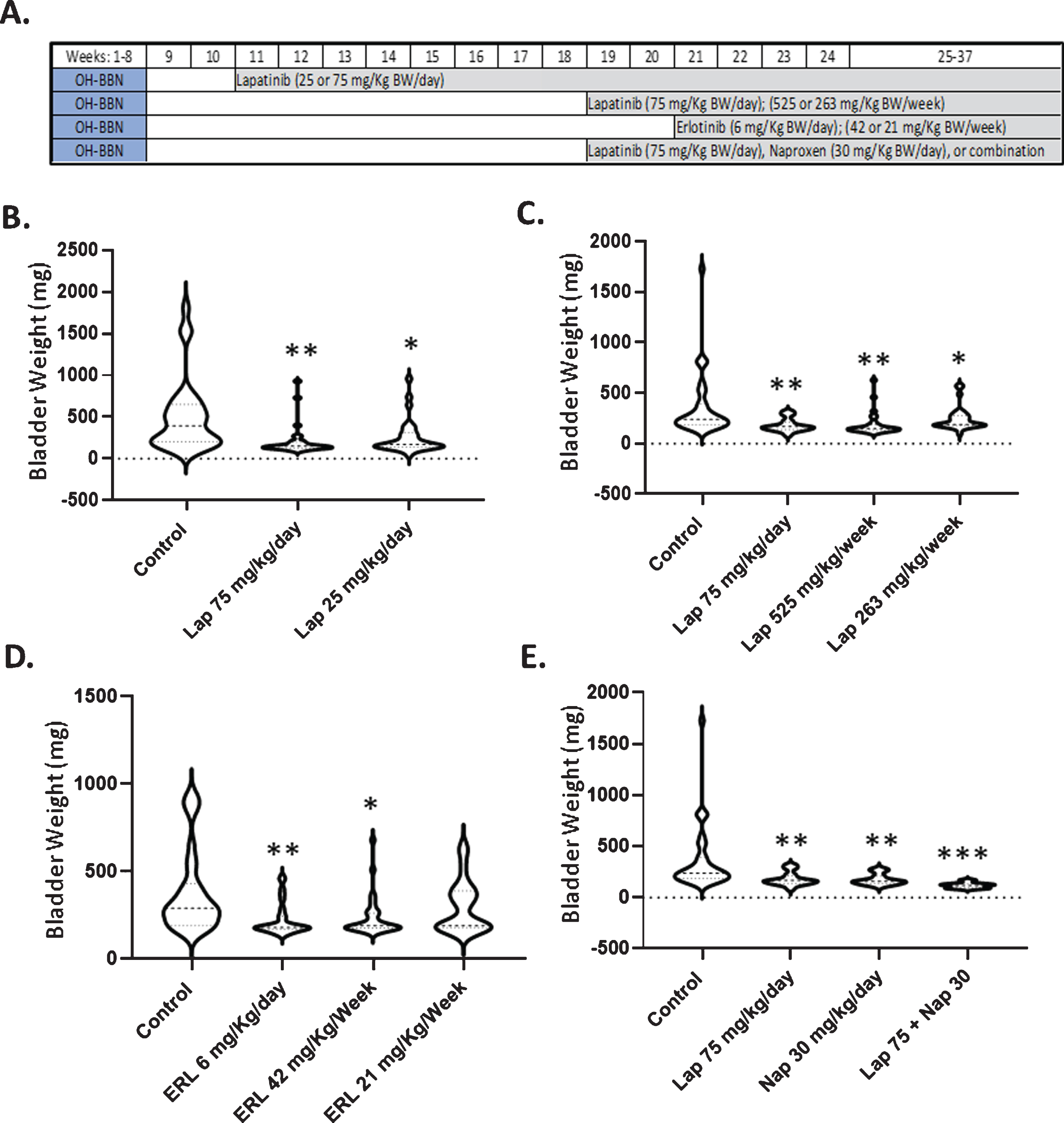 The effects of lapatinib±naproxen on urinary bladder weights in OH-BBN–treated rats. (A) Experimental setup, showing the timing of drug treatment. (B) Final urinary bladder weights of rats administered 25 or 75 mg/kg BW/day lapatinib 2 weeks after the final OH-BBN administration. (C) Final urinary bladder weights of rats administered 75 mg/kg BW lapatinib daily, 525 mg/kg BW lapatinib weekly, or 263 mg/kg BW lapatinib weekly. Lapatinib was administered 10 weeks after the final OH-BBN administration. (D) Final urinary bladder weights of rats administered 6 mg/kg BW erlotinib daily, 42 mg/kg BW erlotinib weekly, or 21 mg/kg BW erlotinib weekly. Erlotinib was administered 12 weeks after the final OH-BBN administration. (E)Final urinary bladder weights of rats administered 75 mg/kg BW lapatinib daily, 30 mg/kg BW naproxen daily, or a combination of the two. The agents were administered 10 weeks after the final OH-BBN administration. The numbers of rats used in each experiment are listed in Tables 1 and 2. *P < 0.05, **P < 0.01, ***P < 0.001 relative to the control as determined by the Mann Whitney Wilcoxon rank test