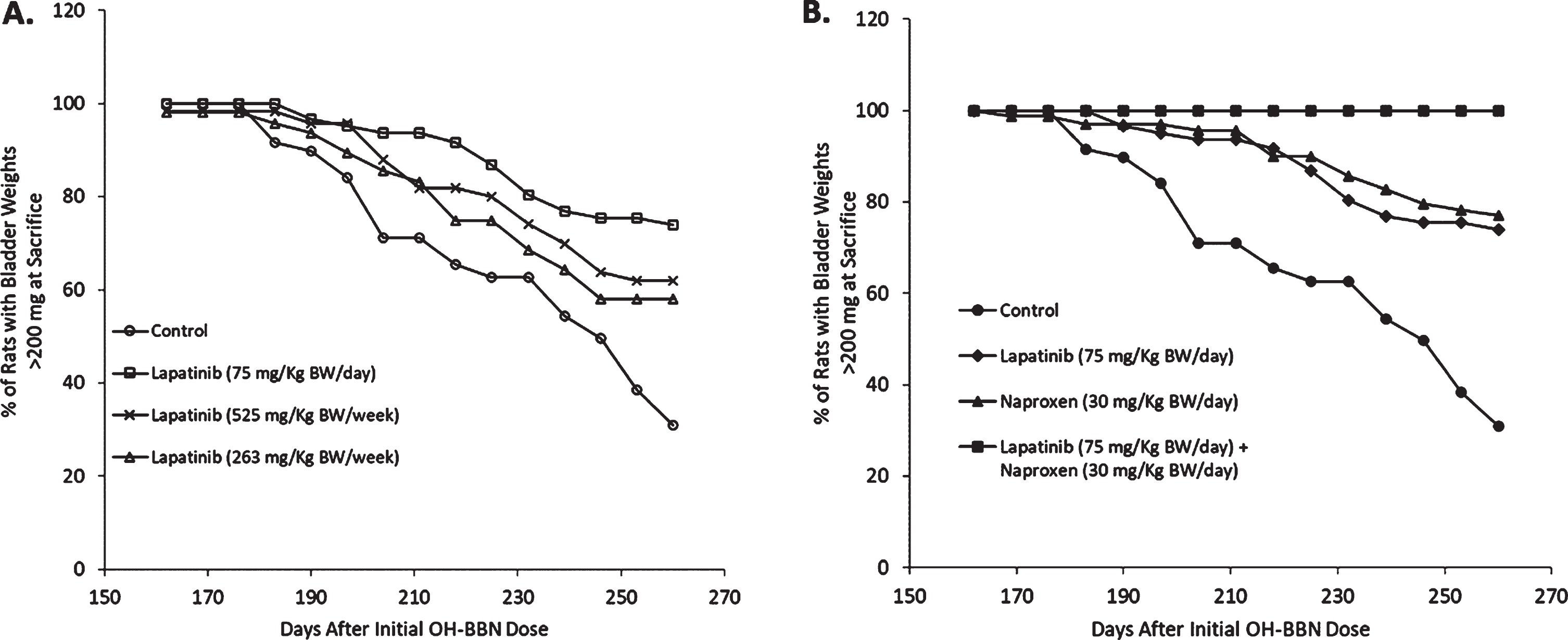 Efficacy of lapatinib±naproxen in inhibiting the development of large bladder tumors when administered 10 weeks post-OH-BBN. Animals received OH-BBN (150 mg/KgBW weekly for 8 weeks beginning at 56 DOA). Treatment with agents was initiated 10 weeks later at 126 DOA. (A) The percentage of OH-BBN-treated rats that remained free of large tumors following daily treatment with 75 mg/kg BW lapatinib, or weekly treatment with 525 mg/kg BW (7x daily dose) or 263 mg/kg BW (3.5x daily dose) lapatinib. N = 28–34 rats/group. Bladder cancer latency was analyzed with a Kaplan-Meier estimate and compared with a log-rank test. P = 0.002 (75 mg/kg BW), 0.01 (525 mg/kg BW), and 0.02 (263 mg/kg BW) compared to the control. (B) The percentage of OH-BBN-treated rats that remained free of large tumors following daily treatment with 75 mg/kg BW lapatinib, 30 mg/kg BW naproxen, or a combination of the two drugs. N = 29–34 rats/group. Bladder cancer latency was analyzed with a Kaplan-Meier estimate and compared with a log-rank test. P = 0.002 (lapatinib), 0.001 (naproxen), and < 0.0001 (lapatinib + naproxen).