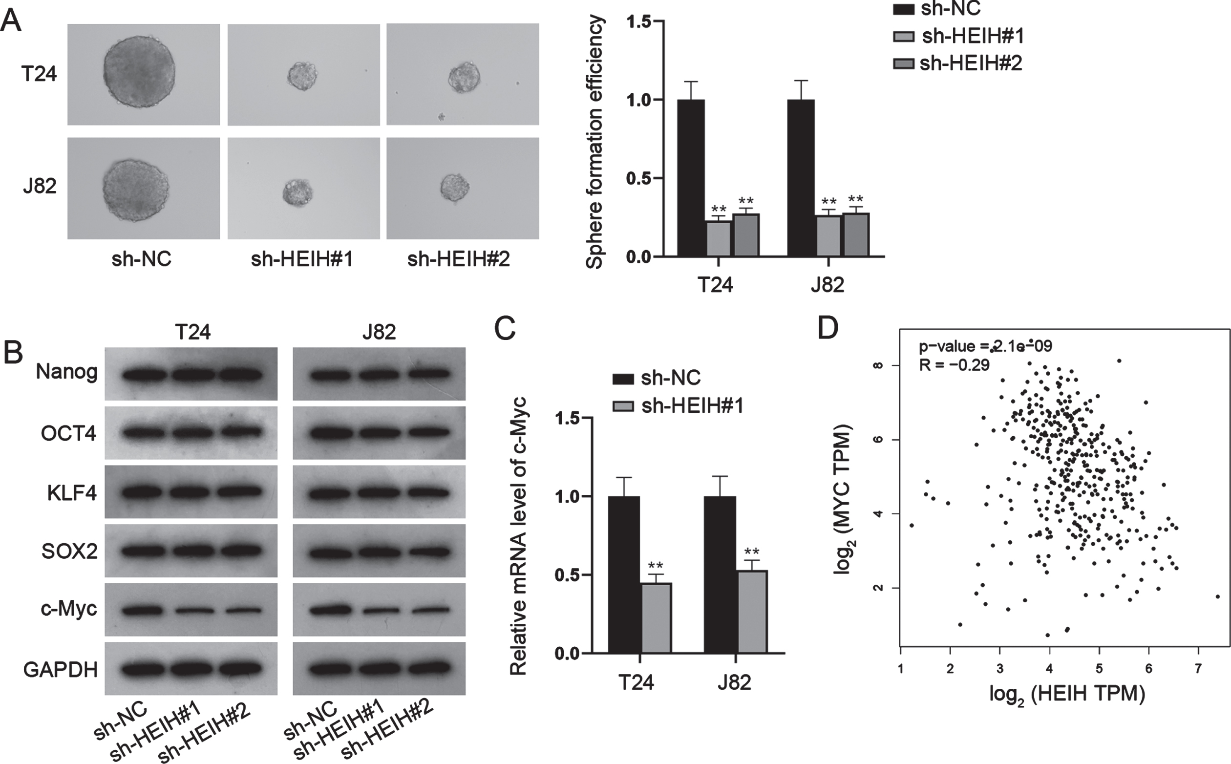 HEIH contributes to BCa cell stemness via up-regulating c-Myc. (A) Sphere formation assay was performed to evaluate cell stemness in HEIH-silenced BCa cells. (B) Western blot was used to analyze the protein levels of Nanog, OCT4, KLF4, SOX2 and c-Myc in HEIH-inhibited BCa cells. (C) RT-qPCR was used to measure c-Myc mRNA level in HEIH-silenced BCa cells. (D) The correlation of HEIH and MYC expression in BLCA based on GEPIA analysis. **P < 0.01.
