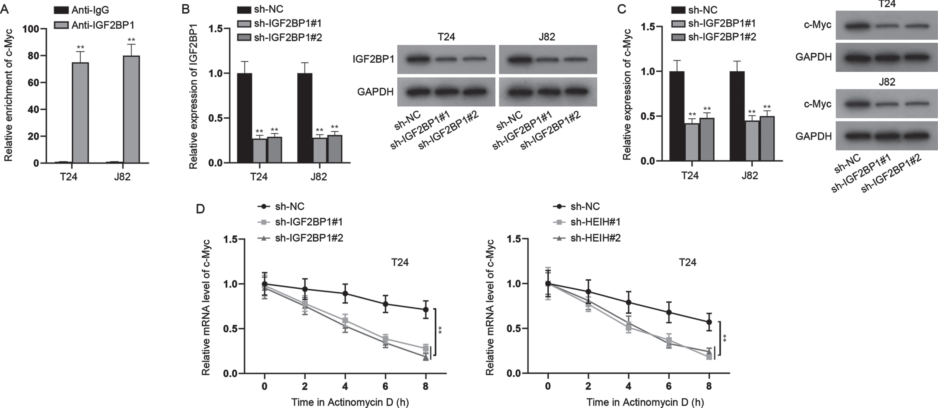 HEIH regulates c-Myc expression via targeting the miR-4500/IGF2BP1 axis. (A) ChIP assays were performed to detect the combination between c-Myc and IGF2BP1 in BCa cells. (B) Silencing efficiency of IGF2BP1 in BCa cells was verified by RT-qPCR and western blot. (C) RT-qPCR and western blot were used to detect c-Myc mRNA and protein levels in IGF2BP1-silenced BCa cells. (D) Stability of c-Myc mRNA was detected in IGF2BP1-silenced or HEIH-depleted BCa cells after Actinomycin D treatment. **P < 0.01.