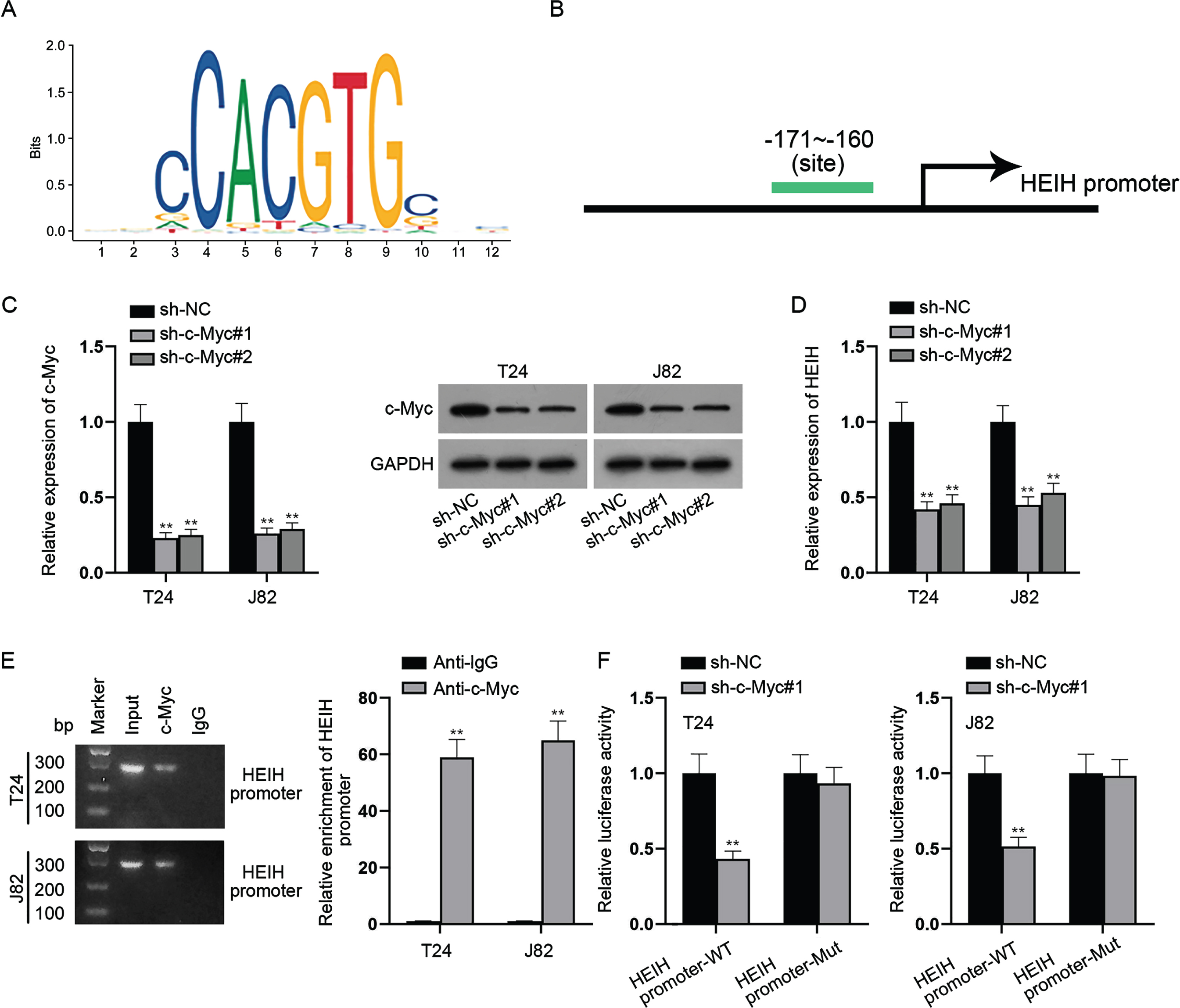 c-Myc transcriptionally activates HEIH expression. (A-B) UCSC and JASPAR databases predicted the c-Myc-binding sites (–171∼–160) in the sequence of HEIH promoter region. (C) Silencing efficiency of c-Myc in BCa cells was validated using RT-qPCR and western blot. (D) HEIH expression in c-Myc-depleted BCa cells was detected by RT-qPCR. (E) Combination between HEIH promoter and c-Myc in BCa cells was examined by ChIP assay. DNA bands were visualized using agarose gel electrophoresis (left panel). Quantification of HEIH promoter by RT-qPCR after ChIP was shown (right panel). (F) Luciferase activity of HEIH promoter-WT and HEIH promoter-Mut was detected in BCa cells after c-Myc deficiency. **P < 0.01.