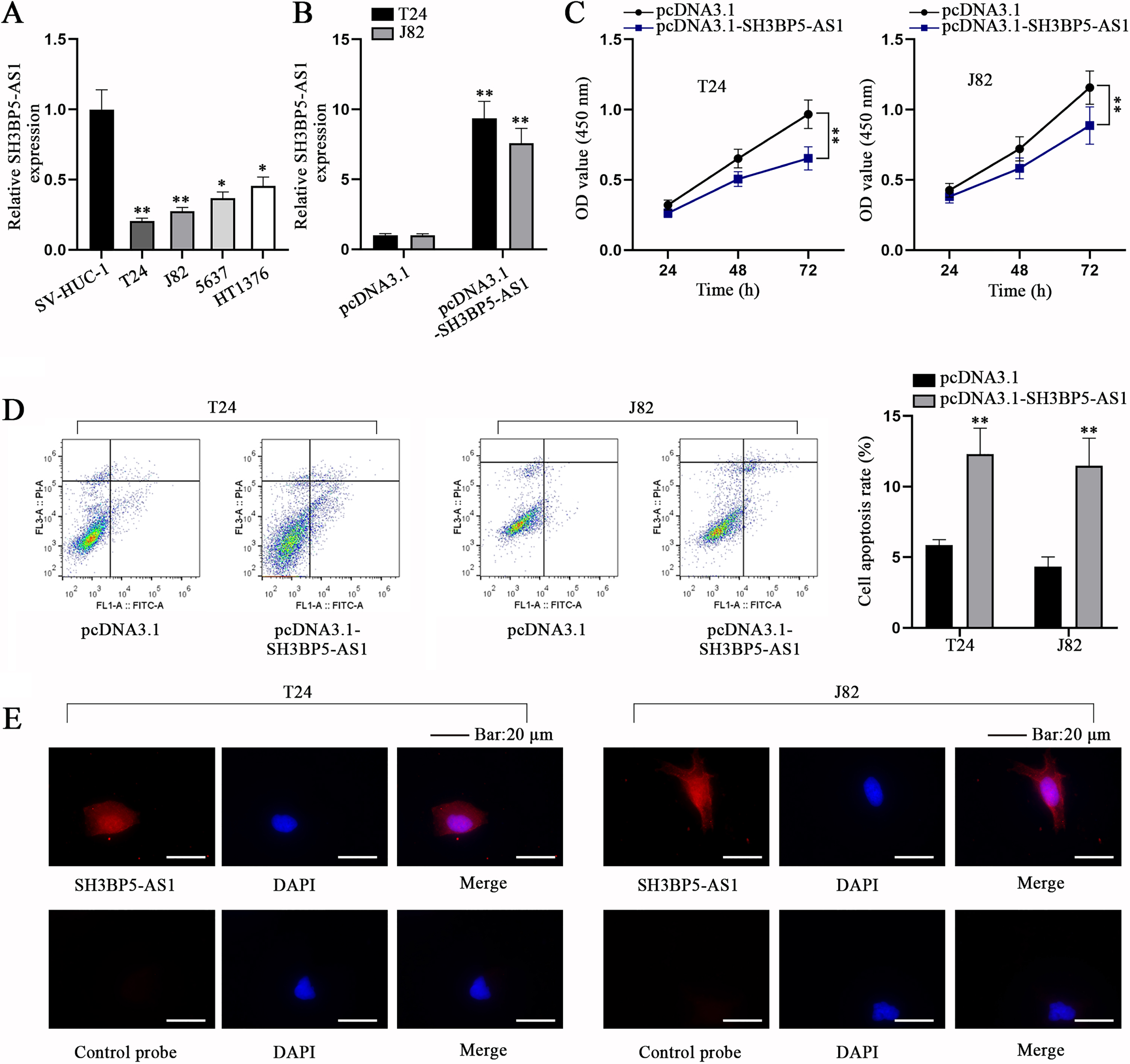 SH3BP5-AS1 impedes BC cell proliferation but facilitates BC cell apoptosis. (A) qPCR analysis was done for calculating the expression level of SH3BP5-AS1 in immortalized human urothelial cell line (SV-HUC-1) and human BC cell lines (T24, J82, 5637, HT1376). (B) SH3BP5-AS1 expression was detected in pcDNA3.1-SH3BP5-AS1-transfected cells via qPCR. (C) The viability of pcDNA3.1-SH3BP5-AS1-transfected cells was evaluated via CCK-8 assay. (D) The apoptosis of pcDNA3.1-SH3BP5-AS1-transfected cells was analyzed via flow cytometry assay. (E) FISH assay was done to determine the cellular distribution of SH3BP5-AS1 in T24 and J82 cells. *p < 0.05, **p < 0.01.