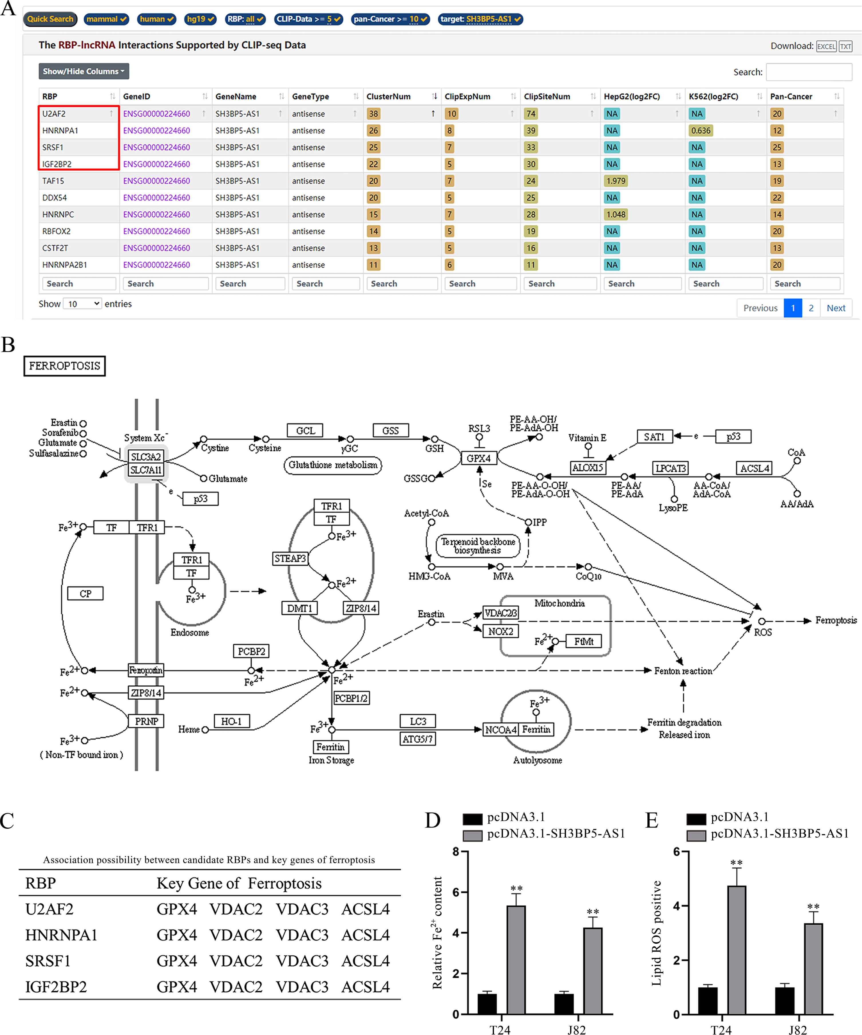 SH3BP5-AS1 facilitates BC cell ferroptosis. (A) Bioinformatics tool (starBase) was applied to predict the RBPs potentially binding to SH3BP5-AS1 under the indicated conditions (CLIP Data> = 5, pan-Cancer> = 10). (B) The ferroptosis pathway map obtained from KEGG was demonstrated. (C) The four candidate RBPs (U2AF2, HNRNPA1, SRSF1 and IGF2BP2) were predicted to potentially bind with key genes of ferroptosis on starBase. (D) The ferrous iron content in T24 and J82 cells with overexpressed SH3BP5-AS1 was measured with a microplate reader. (E) Flow cytometer was applied to detect lipid ROS in BC cells with SH3BP5-AS1 up-regulation. **p < 0.01.