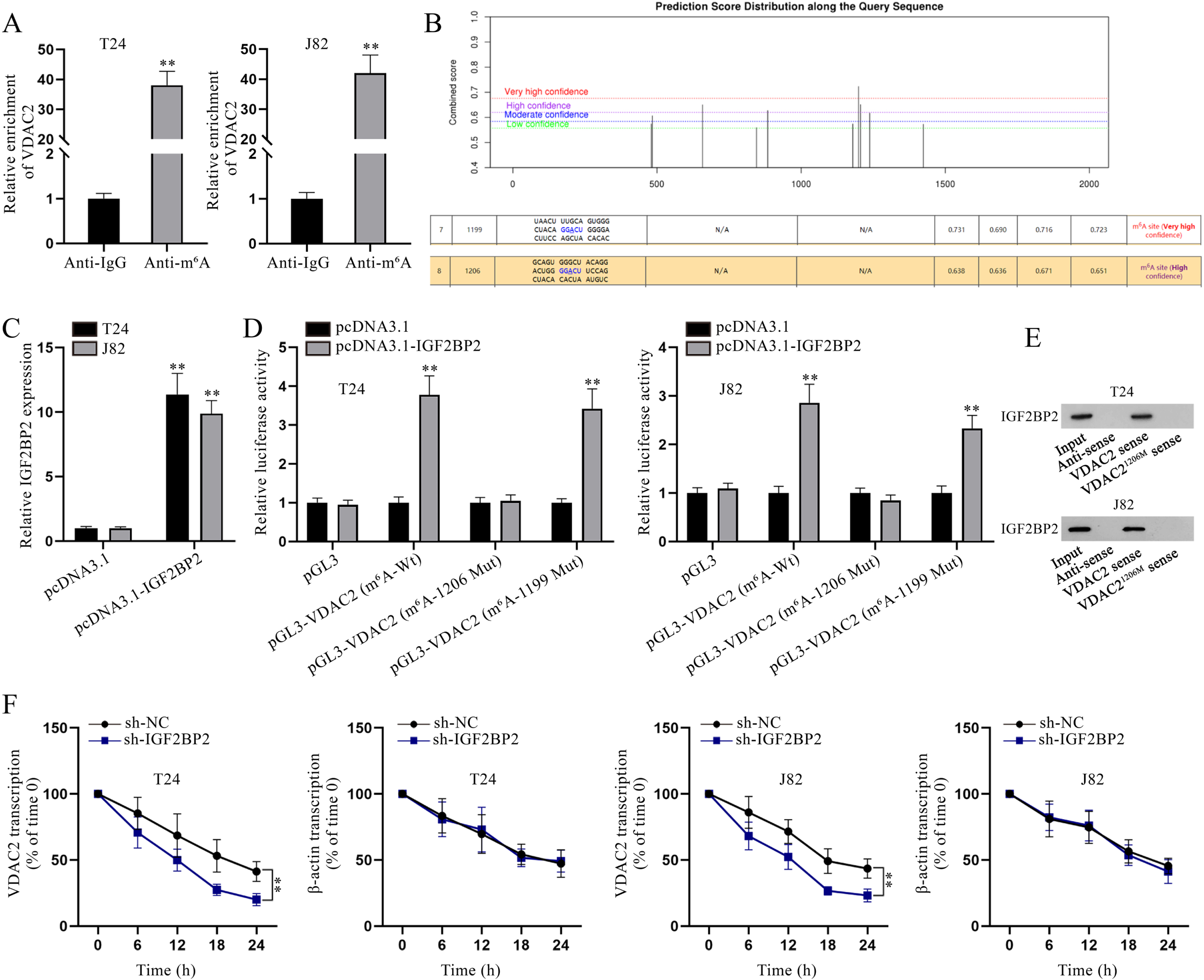 IGF2BP2 enhances VDAC2 mRNA stability in an m6A-dependent manner. (A) In RIP assay, VDAC2 enrichment in Anti-m6A was quantified via qPCR. (B) Bioinformatics analysis was done to predict the m6A methylation site on VDAC2. (C) IGF2BP2 overexpression efficiency was determined via qPCR analysis. (D) In luciferase reporter assay, cells were co-transfected with different luciferase reporter constructs and pcDNA3.1 or pcDNA3.1-IGF2BP2 to determine the methylation site on VDAC2. (E) After RNA pulldown assay, IGF2BP2 level pulled down by the indicated probes was measured via WB. (F) VDAC2 mRNA stability was evaluated at different time points in sh-NC- or sh-IGF2BP2-transfected cells after the addition of 50mM β-amanitin. **P < 0.01.
