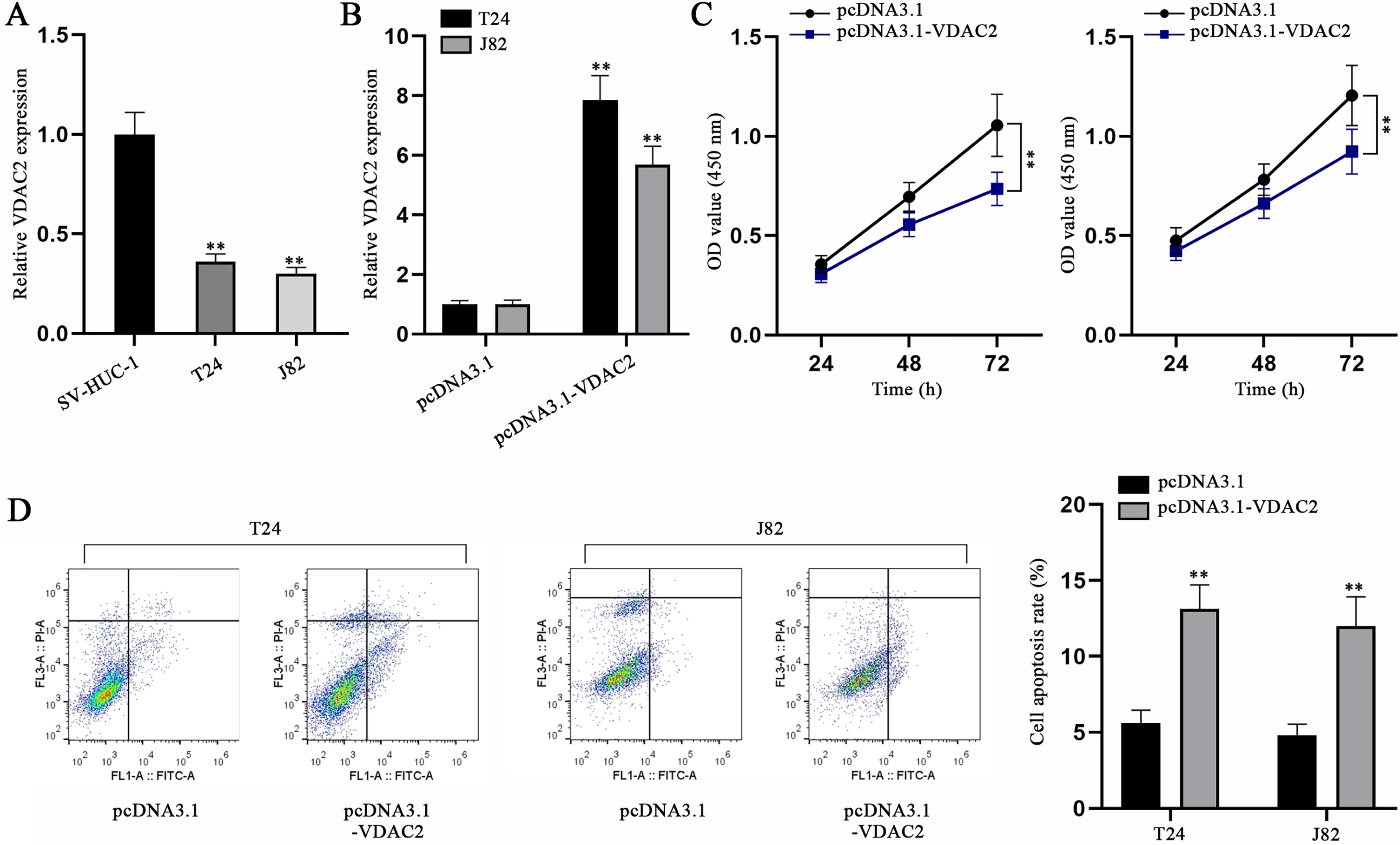 VDAC2 is down-regulated in BC cells and VDAC2 overexpression impedes BC cell proliferation but promotes BC cell apoptosis. (A) VDAC2 expression in SV-HUC-1 and BC cell lines was detected via qPCR. (B) VDAC2 expression was measured in pcDNA3.1-VDAC2-transfected cells via qPCR. (C) CCK-8 was done to evaluate the proliferation of BC cells with VDAC2 overexpression. (D) The apoptotic ability of VDAC2-overexpressed cells was detected via flow cytometry assay. **p < 0.01.