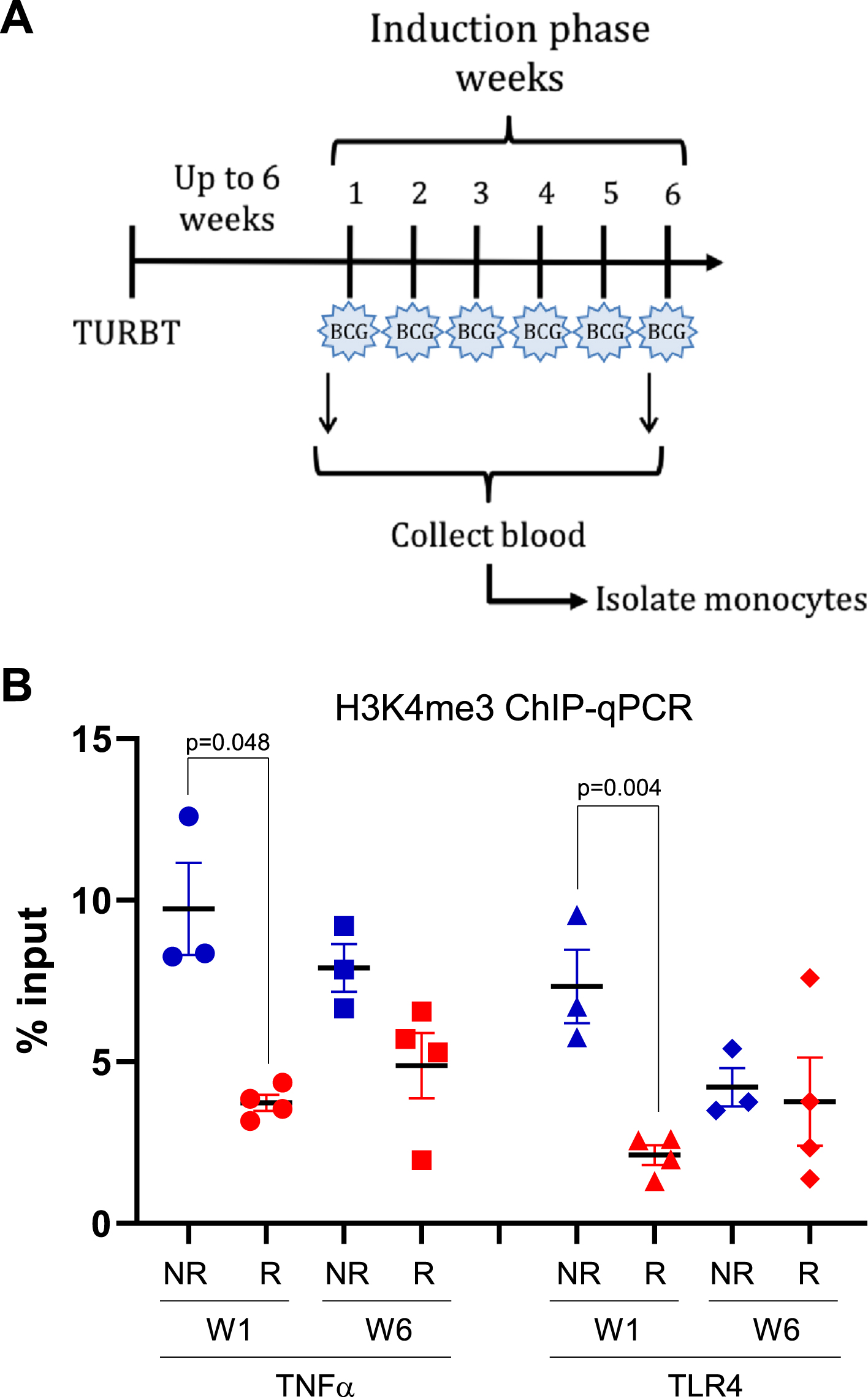 H3K4me3 methylation at promoters of innate immune memory-related genes. A) peripheral blood from patients with NMIBC was collected before the first (week 1) and last (week 6) intravesical BCG instillation of the first induction phase. TURBT: transurethral resection of bladder tumor; BCG: bacillus Calmette-Guérin. B) H3K4me3 in monocytes at promoters of TNFα and TLR4 genes before the first BCG instillation (week 1) and the last (week 6). Blue solid shapes: no-early recurrence (NR) patients used for ChIP-seq; red solid shapes: early recurrence (R) patients used for ChIP-seq; circles: week 1 (pre-BCG); squares: week 6 (before 6th BCG instillation).
