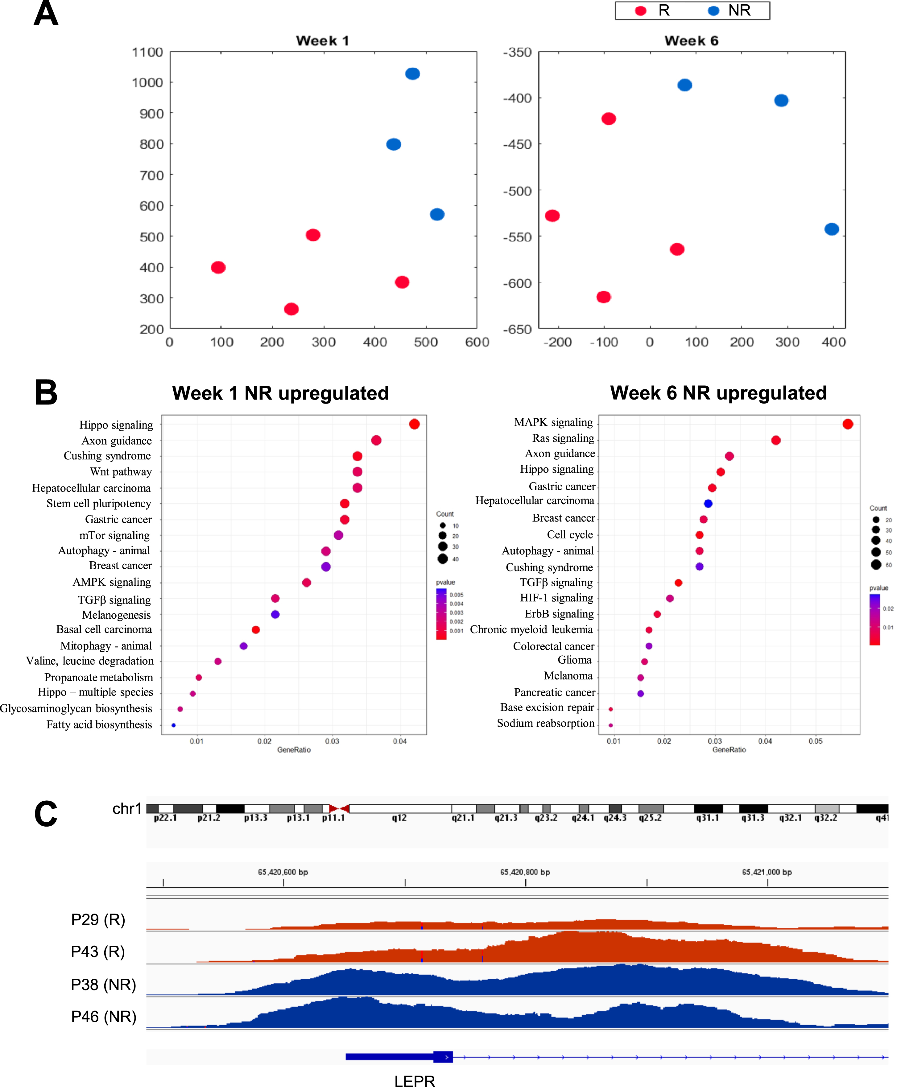 High-dimensional arrangement and pathway enrichment from H3K4me3 epigenomic profiles of monocytes from patients with NMIBC. A) Two-dimensional t-SNE embeddings of data from no early recurrence (NR, blue) and early recurrence (R, red) samples at week 1 (left panel) and week 6 (right panel). B) Gene Ontology (GO) terms mostly enriched among genes upregulated in recurrence-free patients at week1 one (left panel) and week 6 (right panel). C) Example of the LEPR promoter element that shows noticeable differences in monocytes from recurrence-free (blue) versus early recurrence (red) patients.