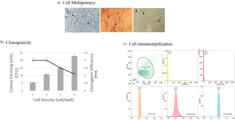 Dental pulp stem cells characterization. (a) Multipotency assay, 1 = basal culture medium, 2 = osteogenic culture medium, 3 = adipogenic culture medium; (b) Clonogenic and clonogenicity efficiency, (c) Immunotipification against CD90-FITC, CD105-Percp-Cy, CD73-APC and CD34-PE/CD45-FITC.