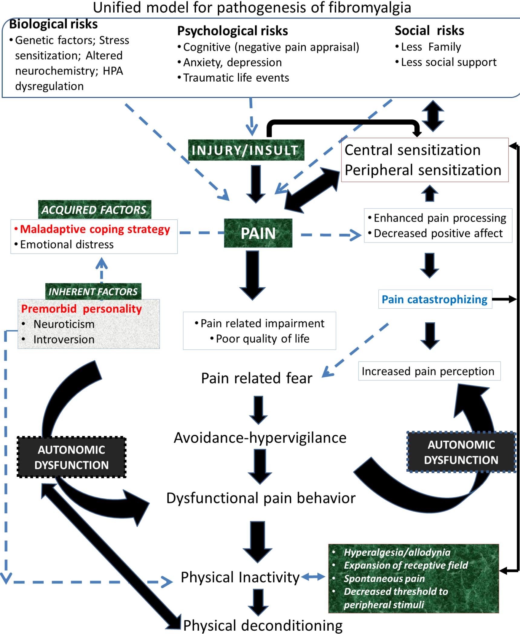 A hierarchical model inclusive of personality and associated psychophysiological correlates that may affect the etiopathogenesis of fibromyalgia has been proposed on the framework of the top-down biopsychosocial model. This model also encompasses the physiological mechanism of widespread pain caused due to both central and peripheral sensitization. Autonomic dysfunction is proposed to be the key element connecting characteristic personality traits and behavior adaptations bringing out widespread pain in fibromyalgia.