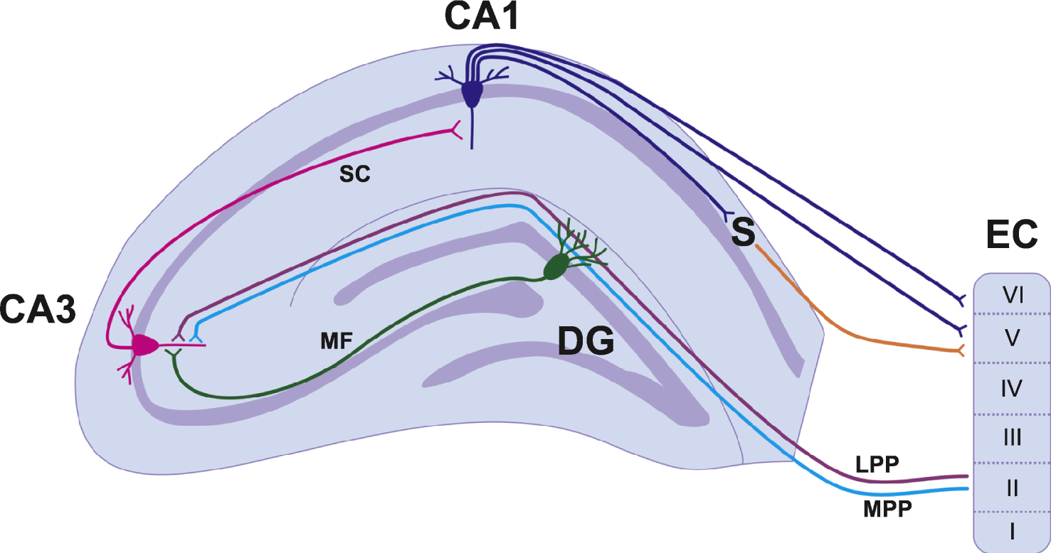 A simplified hippocampal circuitry illustrating trisynaptic and monosynaptic circuits. The basic circuitry of the hippocampus is commonly termed the trisynaptic circuit. Layer II of the entorhinal cortex provides input to the granule cells of the dentate gyrus via the medial (light blue) and lateral (purple) perforant paths. The dentate granule cells project to pyramidal cells of the CA3 via the mossy fibre pathway (green). CA3 pyramidal neurons project to the CA1 via schaffer collaterals (pink). The CA1 pyramidal cells project to both the subiculum and to layers V and VI of the entorhinal cortex. Abbreviations: Cornu Ammonis (CA); Dentate Gyrus (DG); Entorhinal Cortex (EC); Lateral Perforant Path (LPP); Medial Perforant Path (LPP); Mossy Fibres (MF); Schaffer Collaterals (SC); Subiculum (S).