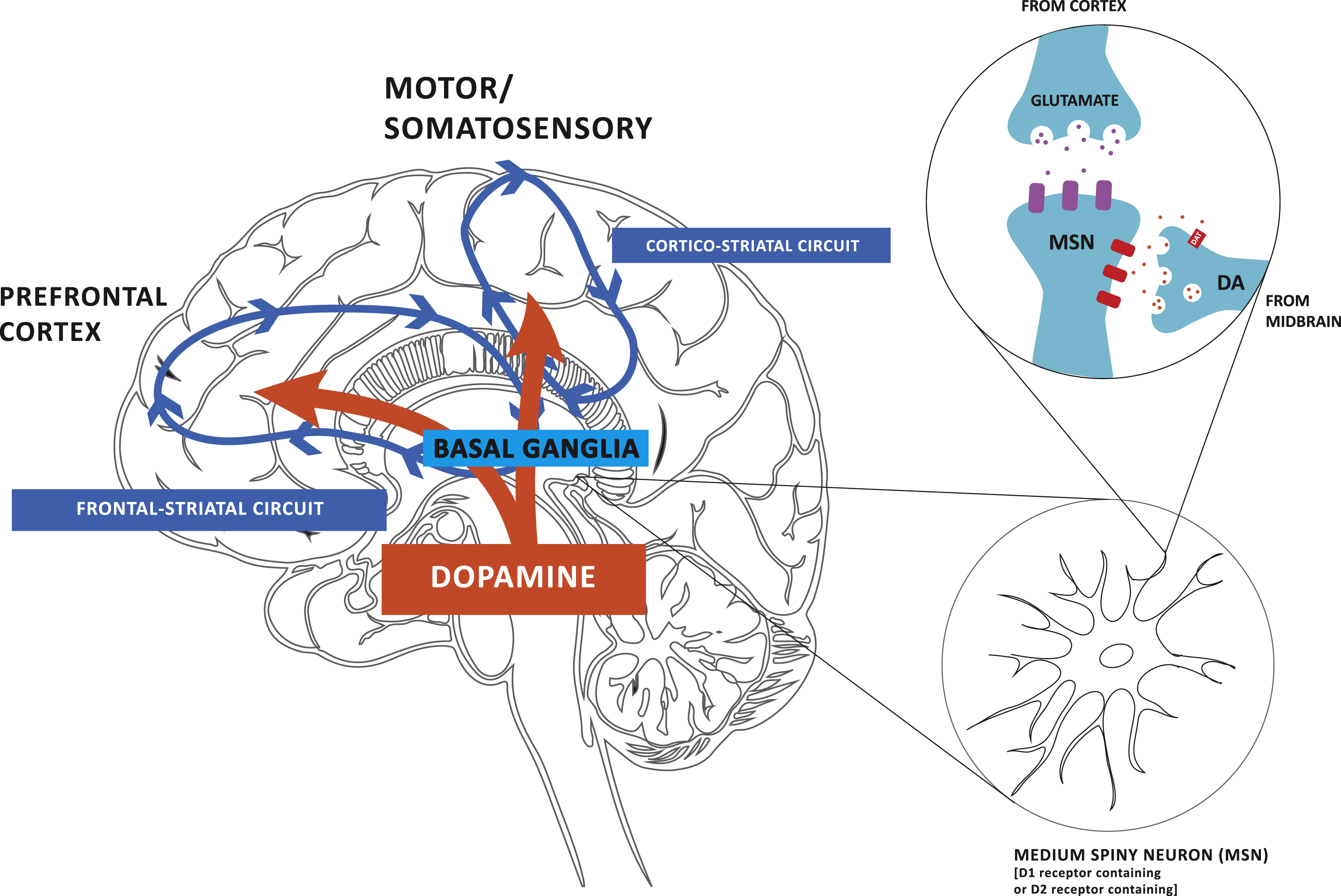 Dopamine (DA) projections play a critical role in modulating both motor and cognitive circuits. Dopamine (DA) from neurons within the substantia nigra pars compacta and ventral tegmental area of the midbrain project to the dorsal lateral striatum of the basal ganglia and the prefrontal cortex, respectively. The earlier and more profound depletion of DA in the dorsal lateral striatum results in impairment in corticostriatal thalamic circuitry, which is important for automatic movements, and consequently greater reliance on frontal striatal circuitry, important for goal-directed motor control in Parkinson’s disease (PD). Although affected to a lesser degree, DA loss in the frontal-striatal circuit contributes to cognitive impairments in PD. Animal studies are beginning to reveal evidence for exercise-induced neuroplasticity in motor and cognitive related circuitry in PD and how the two circuits are inter-related.