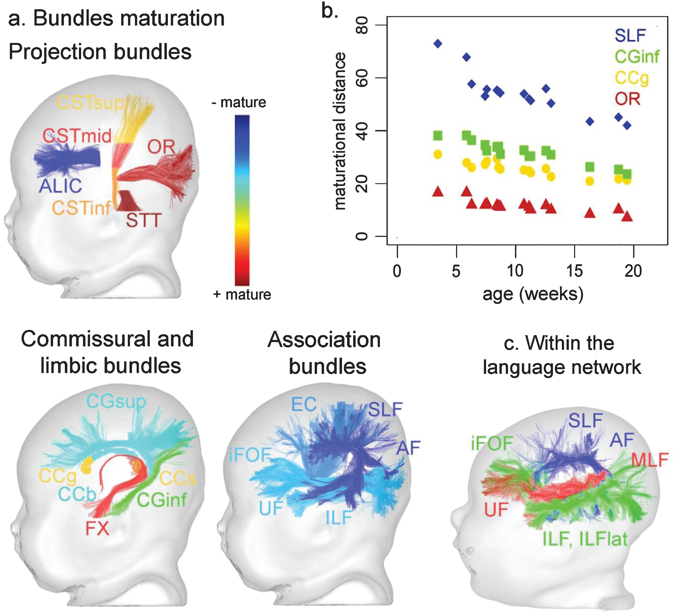 Asynchronous maturation of white matter bundles based on multi-parametric assessment of MRI parameters. a: Relative maturation of projection, commissural, limbic and association bundles during infancy (from the most mature in red to the least mature in blue), evaluated from 3 to 21 weeks of age by a multi-parametric approach that computes the maturational distance relative to the adult stage (adapted from [8, 40]). b. Age-related changes of this maturational distance for the four bundles presented in Figs. 1 and 3 (adapted from [40]). c. Relative maturation within the language network, showing advanced maturation of the ventral pathway (uncinate, middle and inferior longitudinal, inferior fronto-occipital fascicles) compared to the dorsal pathway (arcuate and superior longitudinal fascicles) during infancy (adapted from [43]). The color scales of maturation are not comparable in a. and c. Abbreviations: Projection bundles: ALIC anterior limb of the internal capsule; CST cortico-spinal tract (inf/mid/sup inferior/middle/superior portions); OR optic radiations; STT spino-thalamic tract; Callosal bundles: CC corpus callosum (g/b/s genu/body/splenium); Limbic bundles: CG cingulum (inf/sup inferior/superior parts); FX fornix; Association bundles: AF arcuate fasciculus; EC external capsule; iFOF inferior fronto-occipital fasciculus; ILF inferior longitudinal fasciculus; SLF superior longitudinal fasciculus; UF uncinate fasciculus.
