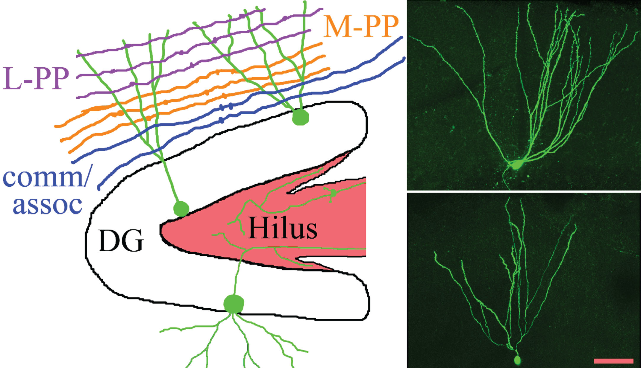 The schematic shows the gross organization of afferent inputs to the molecular layer of the dentate gyrus. Inputs from lateral perforant path (L-PP), medial perforant path (M-PP) and from associational/commissural fibers (comm/assoc) target the outer, middle and inner molecular layer, respectively. Hippocampal granule cells (green) possess cell bodies located in the dentate granule cell body layer (DG) and project dendrites into the molecular layer. Granule cell mossy fiber axons project into the hilus. Micrographs show two biocytin-filled granule cells, revealing the characteristic fanlike spread of the dendritic trees. Scale bar = 50μm.