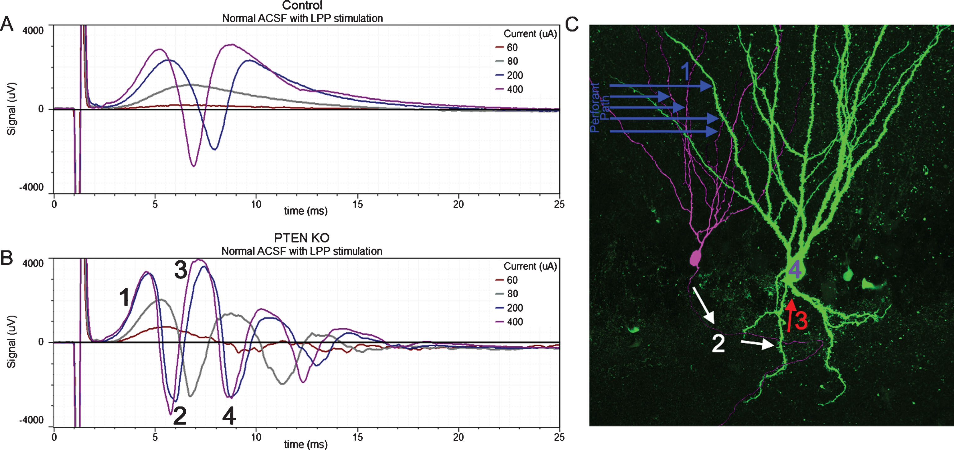 Responses to lateral perforant path (LPP) stimulation of increasing amplitude (60, 80, 200 and 400μA) from a control mouse and a PTEN KO mouse. In slices from the control mouse (A) the field excitatory post-synaptic potential (fEPSP) increased in amplitude with greater stimulation current and was followed by the appearance of a single population spike (negative going event) once threshold was reached. The slice from the PTEN KO mouse (B) also showed increasing fEPSP slope with increasing current, however, multiple population spikes were evoked. C: Hypothesized mechanism for the generation of multiple population spikes. Perforant path stimulation evokes an fEPSP in granule cell dendrites (1) leading to a population spike (2) which creates a secondary fEPSP in a granule cell basal dendrite (3). This recurrent activation provokes a secondary population spike (4). Portions of this image are reprinted from LaSarge et al. [54].