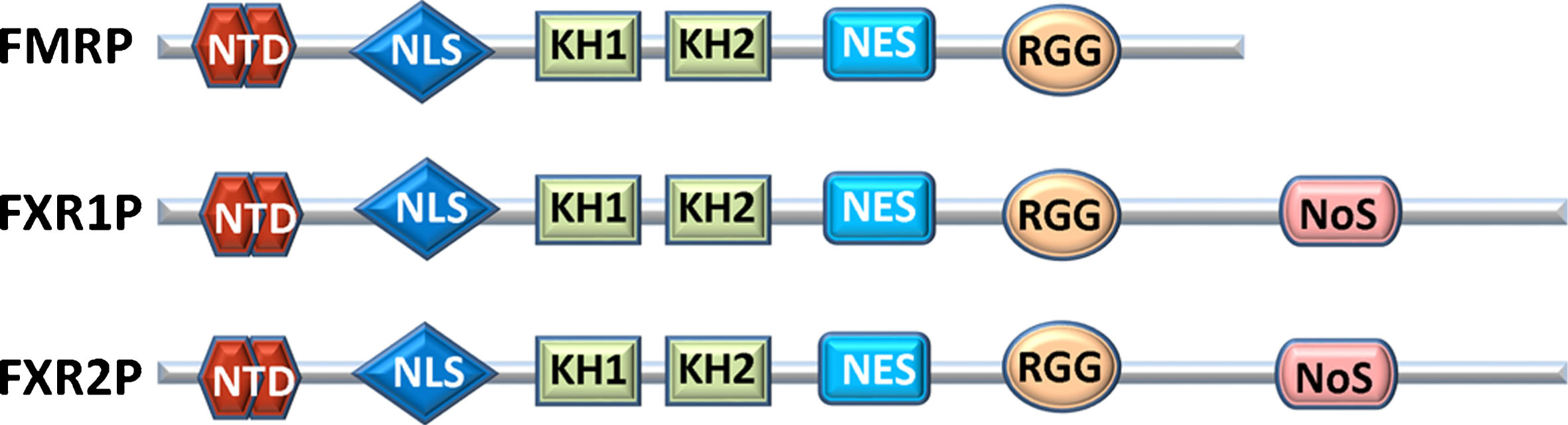 Comparison of human FXR proteins. NTD: N-terminal protein binding domain that contains two agenet domains; NLS: Nuclear localization sequence; KH1 & KH2: RNA-binding domains; NES: Nuclear export sequence; RGG: RNA-binding domain; NoS: Nucleolar localization sequence.